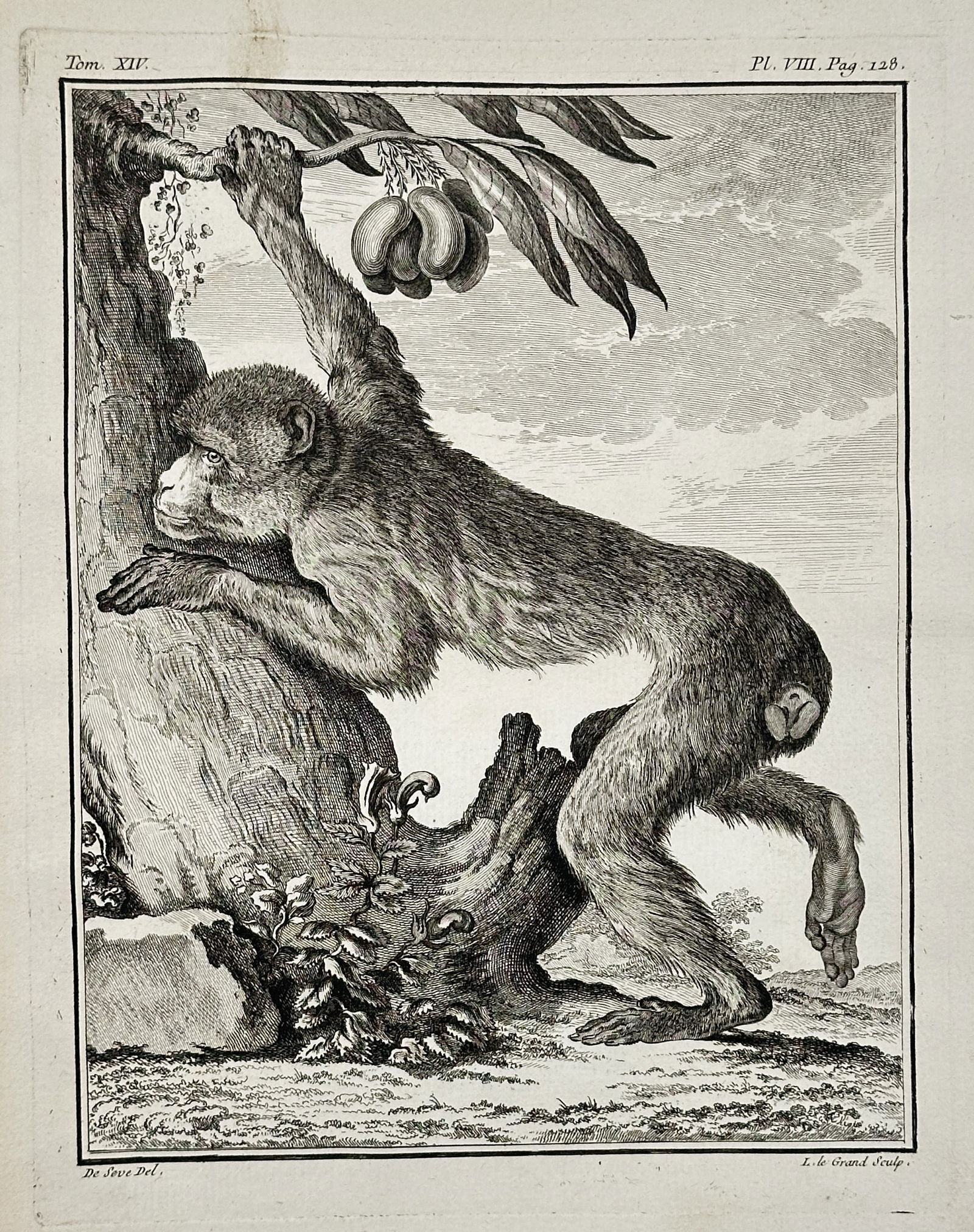 Georges-Louis Leclerc, Comte de Buffon – The Patas Monkey (Red Monkey) – Engraving (1 of 2)
