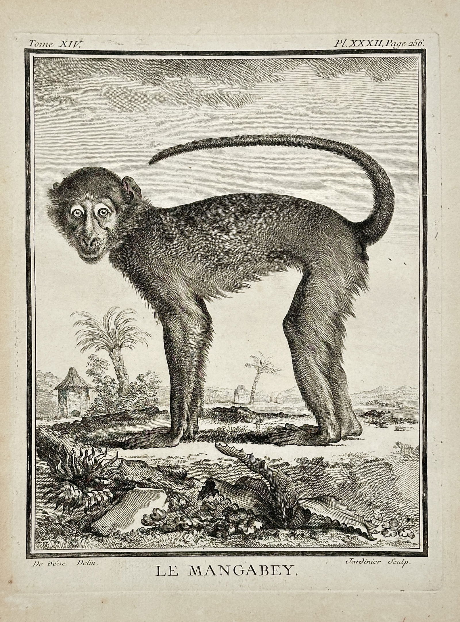 Georges-Louis Leclerc, Comte de Buffon – The Mangabey – Engraving (Circa 1764): This detailed engraving depicts a Mangabey monkey (Le Mangabey), standing with a long, arched tail and a distinctive, alert facial expression. The animal is situated in a tropical landscape that inclu