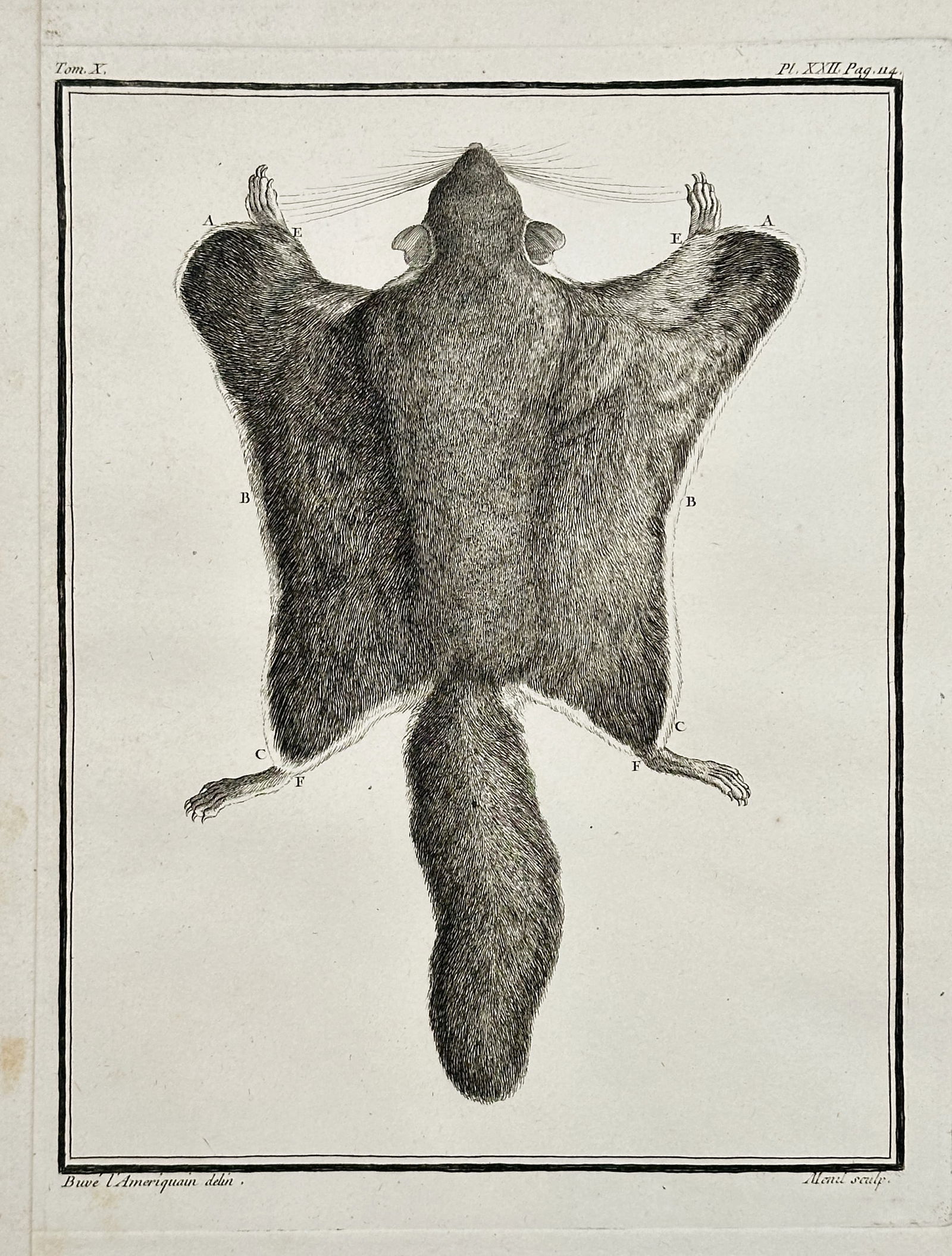 Georges-Louis Leclerc, Comte de Buffon – Anatomical Study of a Flying Squirrel – Engraving (1 of 2)