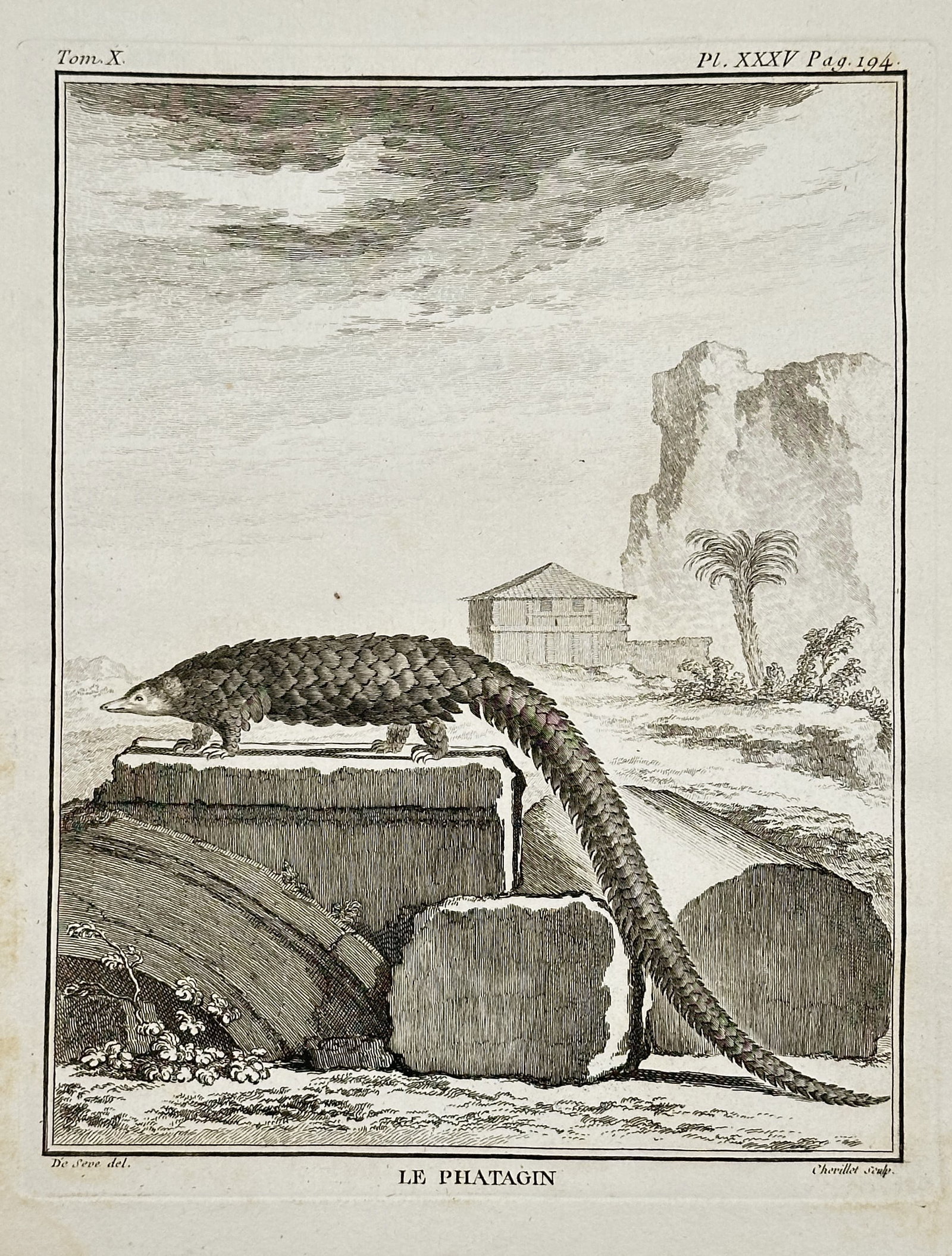 Georges-Louis Leclerc, Comte de Buffon – The Phatagin (Long-tailed Pangolin) – Engraving: This detailed engraving depicts the Phatagin (Le Phataoin), an older French name for the Long-tailed Pangolin, walking across a rugged stone structure with its distinctive long, scaly tail trailing be