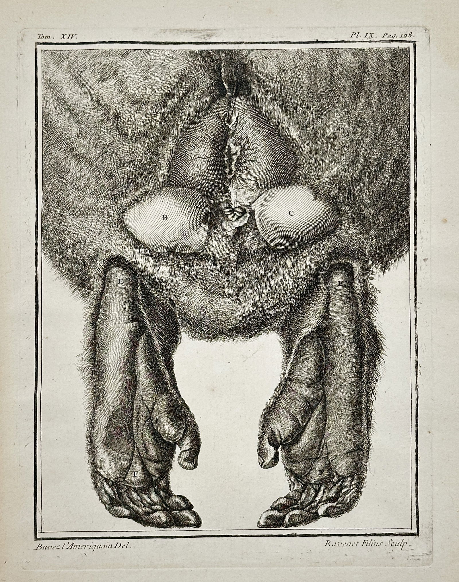 Georges-Louis Leclerc, Comte de Buffon – Comparative Anatomy: Ventral View of Primate Feet (1 of 2)