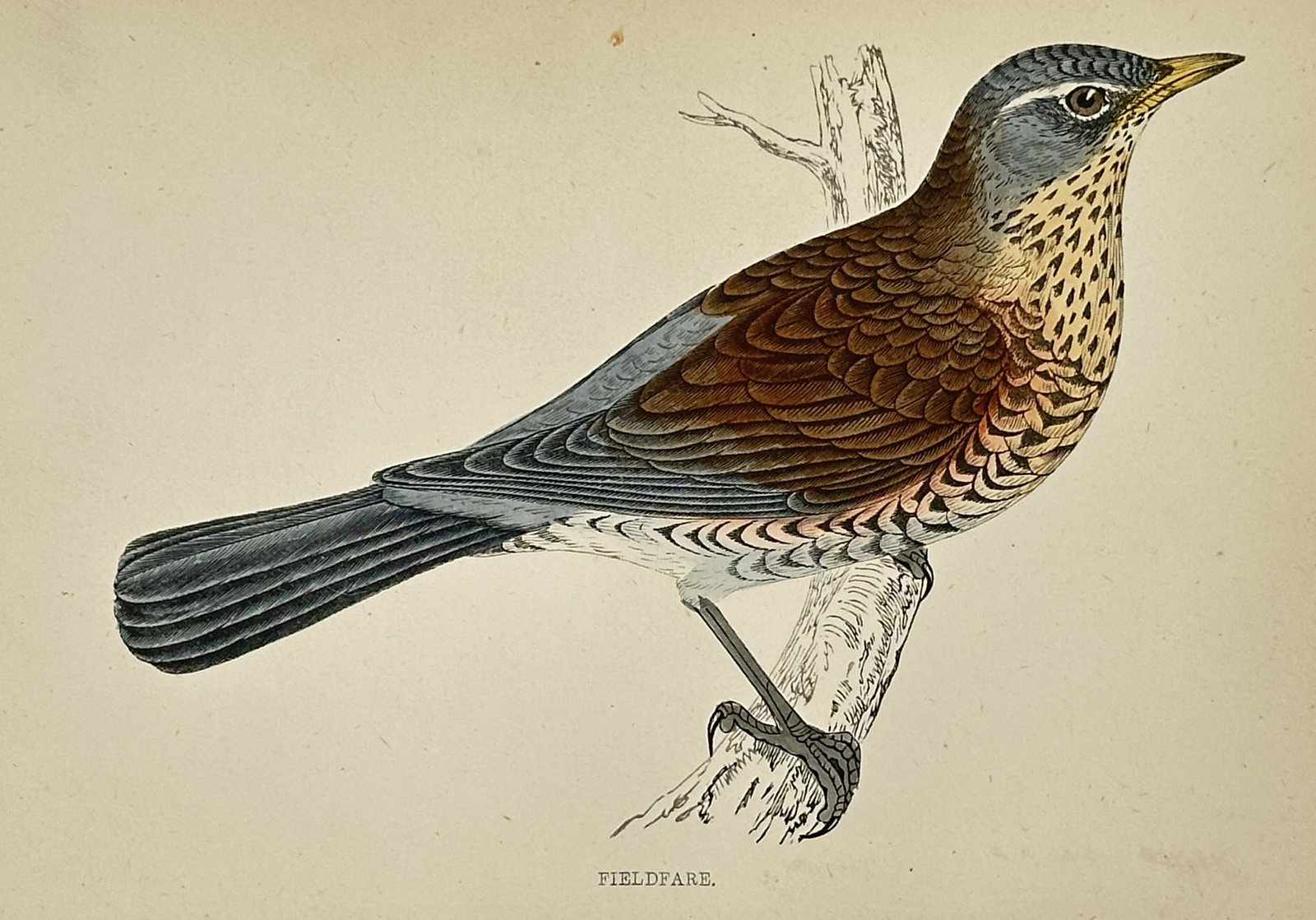 Francis Orpen Morris – The Fieldfare – Hand-coloured Wood Engraving (Circa 1855): This antique illustration depicts the Fieldfare (Turdus pilaris), a large thrush species, shown perched on a tree branch in profile. The bird is characterized by its distinctive blue-gray head, rufous