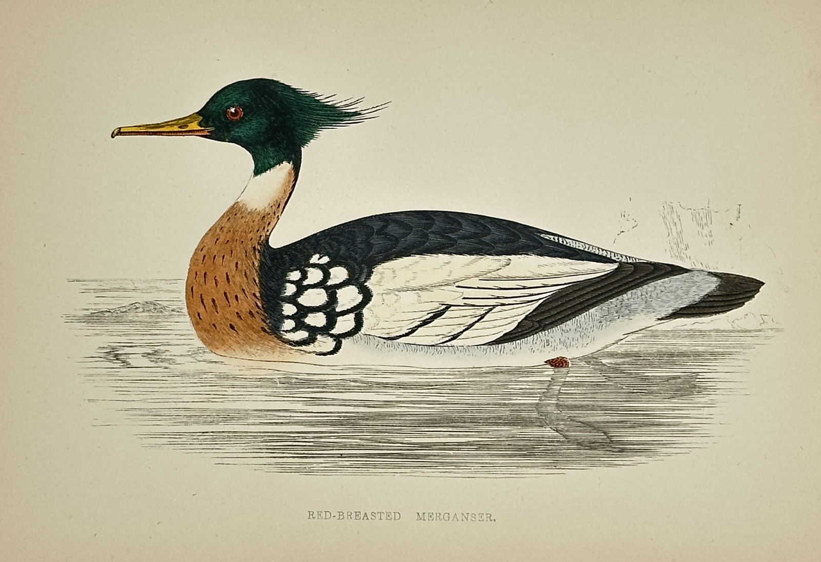 Francis Orpen Morris – The Red-breasted Merganser – Hand-coloured Wood Engraving (1 of 2)