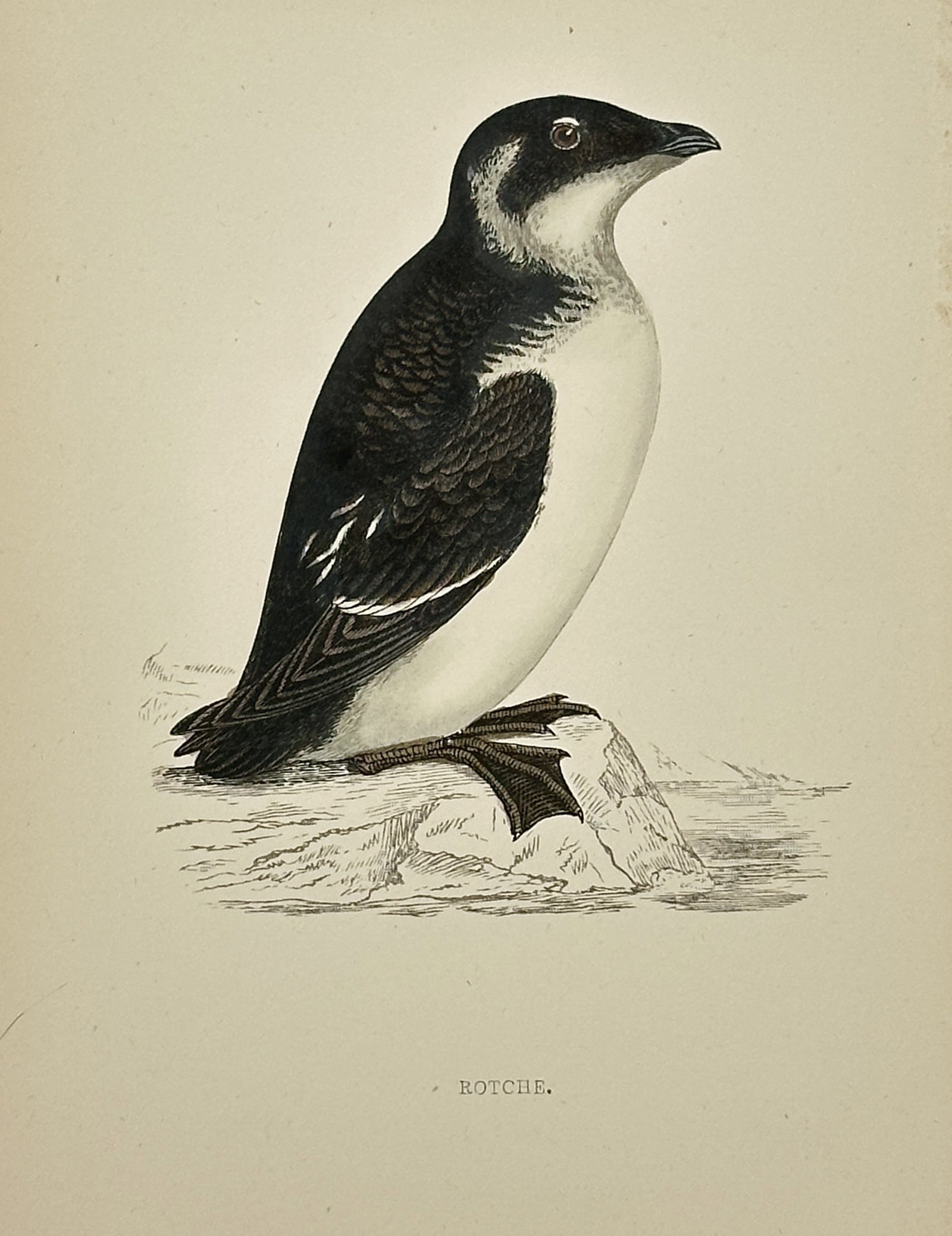 Francis Orpen Morris – The Rotche (Little Auk) – Hand-coloured Wood Engraving (Circa 1855): This antique illustration depicts the Rotche (Little Auk, Alle alle), a small Arctic seabird, shown standing on a rocky surface. The bird's plumage is predominantly black on the head and back, contras