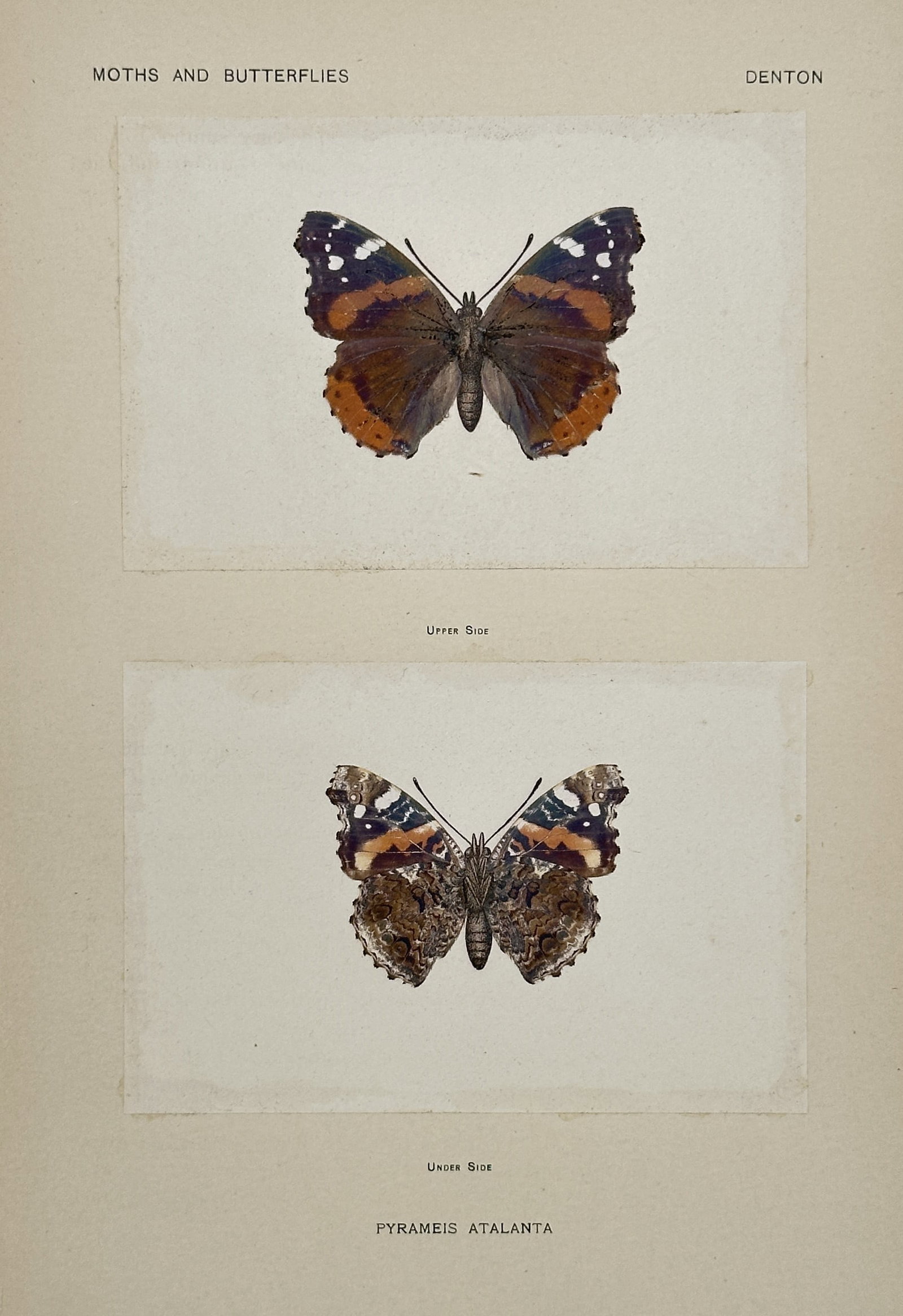 Sherman F. Denton (1856–1937) – Pyrameis Atalanta (Red Admiral Butterfly) – Nature Print: This remarkable illustration depicts the Red Admiral Butterfly (Pyrameis Atalanta), featuring two views: the Upper Side showcasing the dark velvety wings broken by bold red-orange bands and white spot