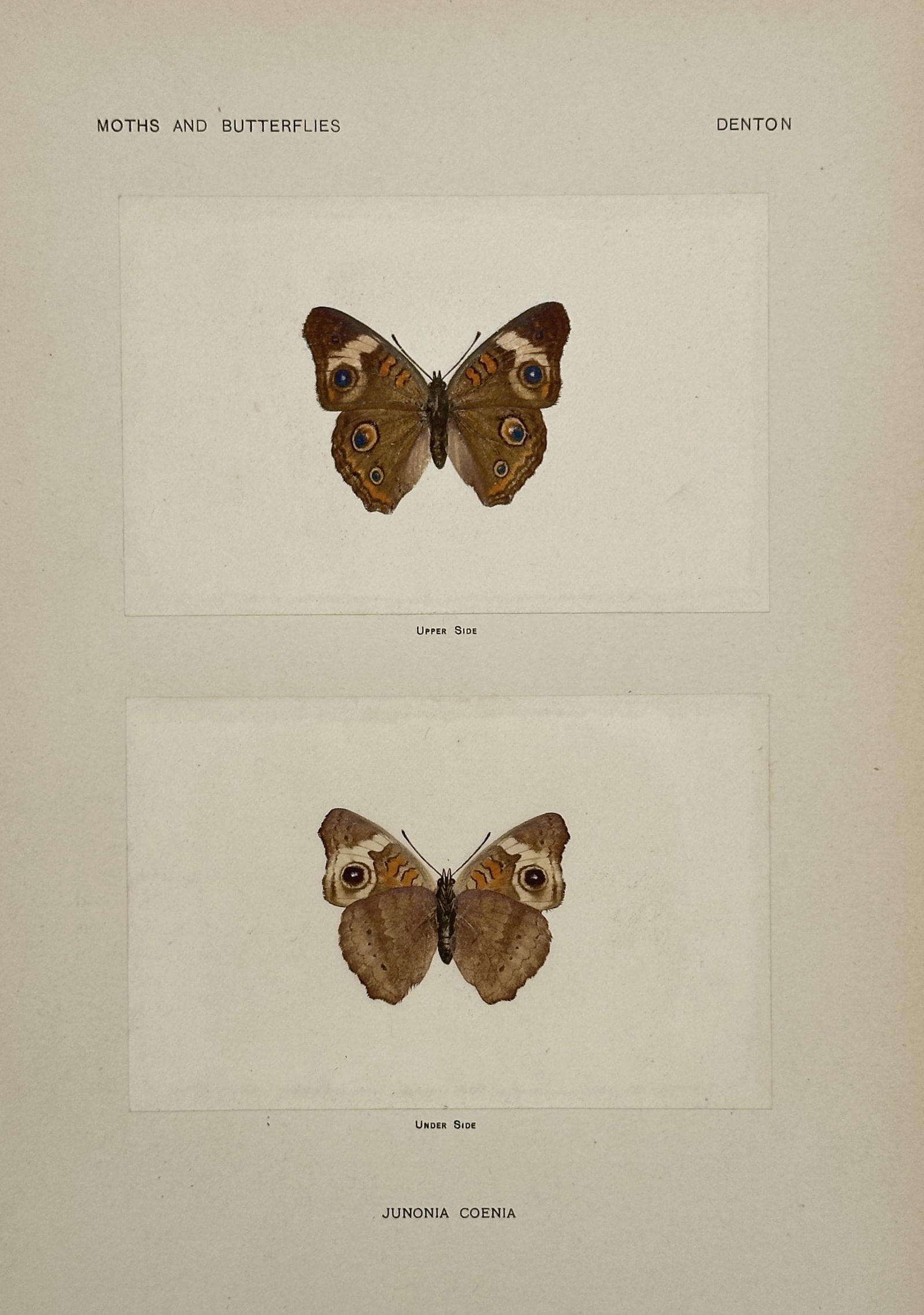 Sherman F. Denton (1856–1937) – Junonia Coenia (Common Buckeye Butterfly) – Nature Print (1 of 2)