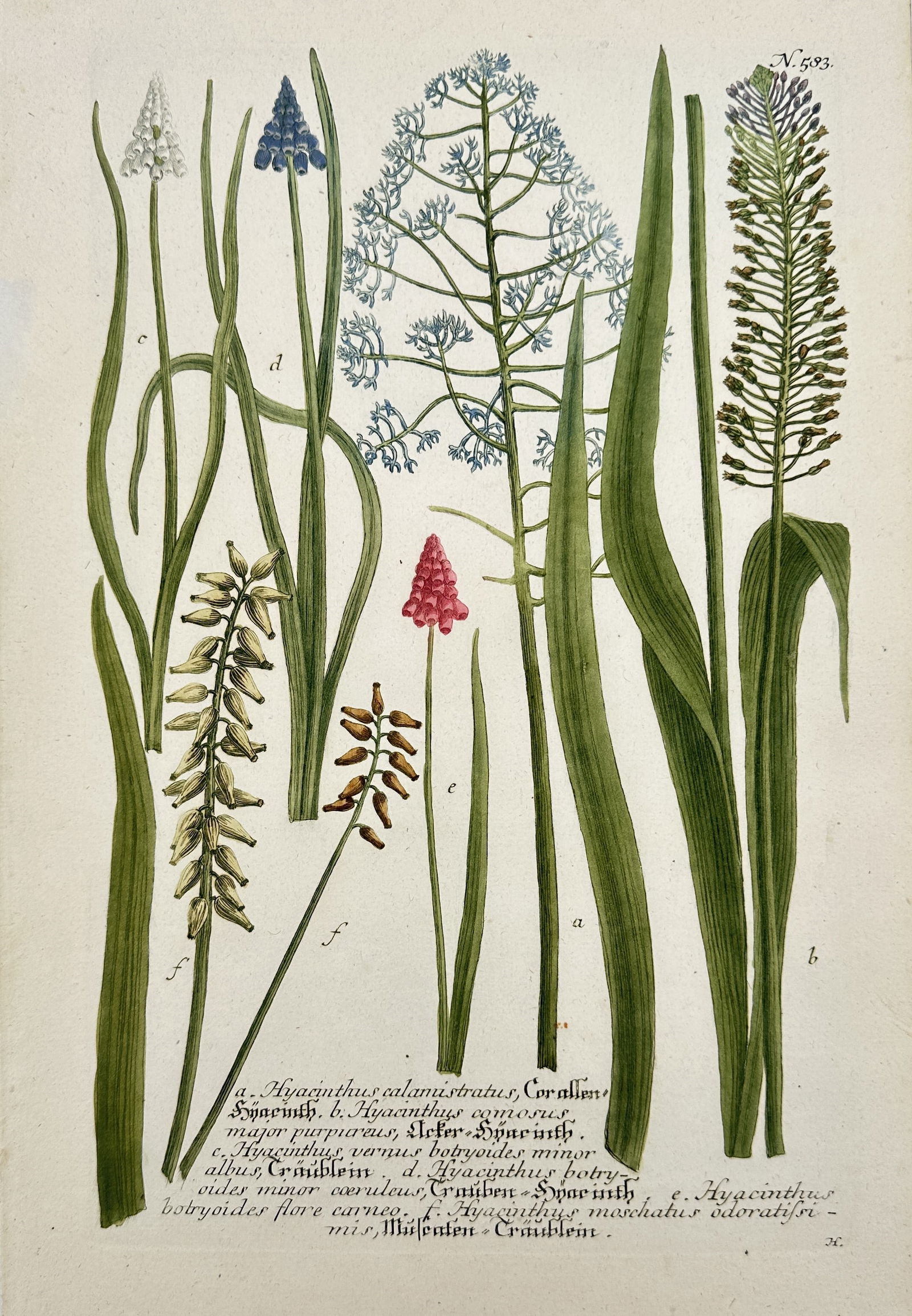 Johann Wilhelm Weinmann – Botanical Study of Hyacinth, Ornithogalum, and Scilla (1 of 2)