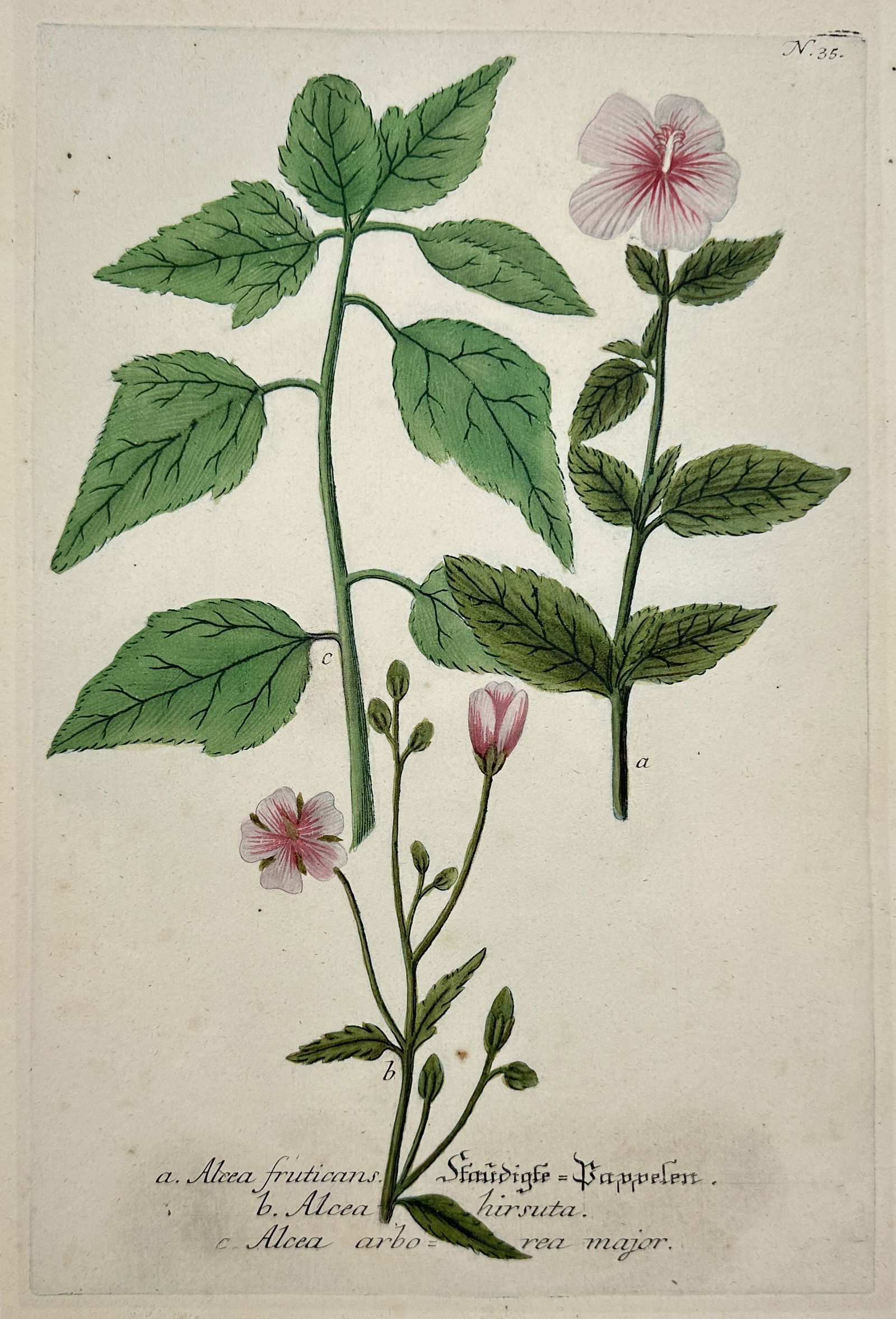 Johann Wilhelm Weinmann – Botanical Study of Shrubby Mallow – Hand-coloured Engraving (1 of 2)