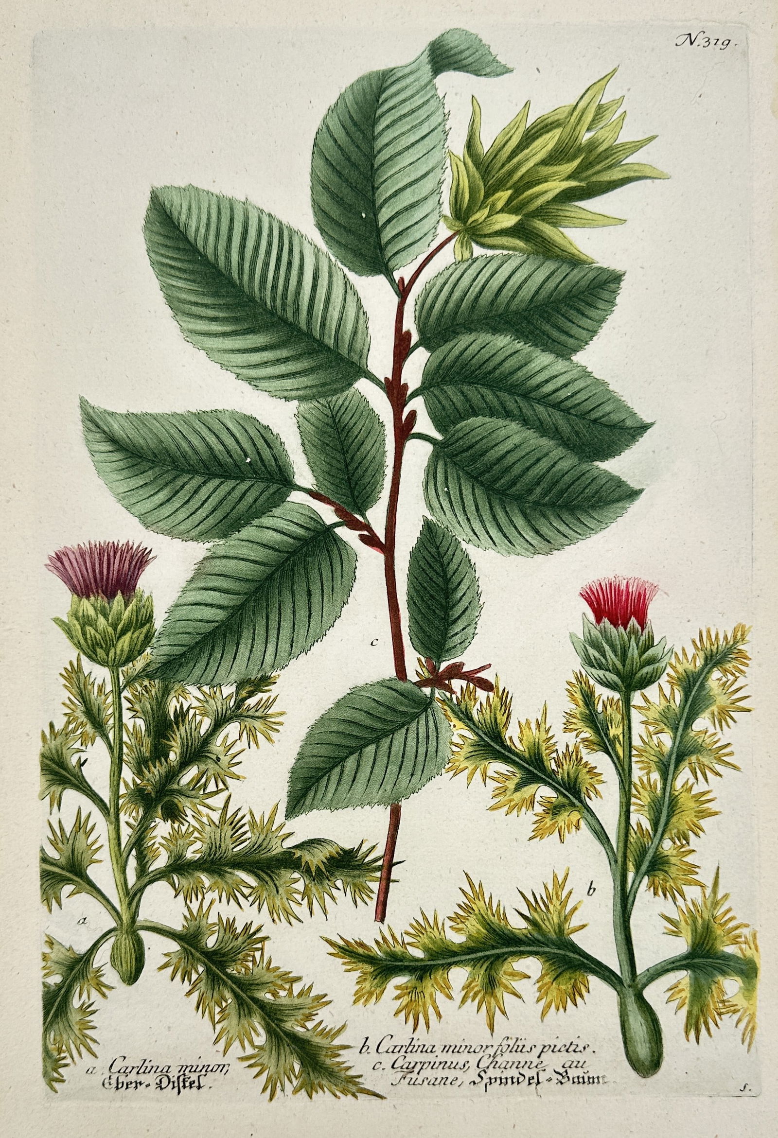Johann Wilhelm Weinmann – Botanical Study of Hazelnut and Thistle – Hand-coloured Engraving (1 of 2)