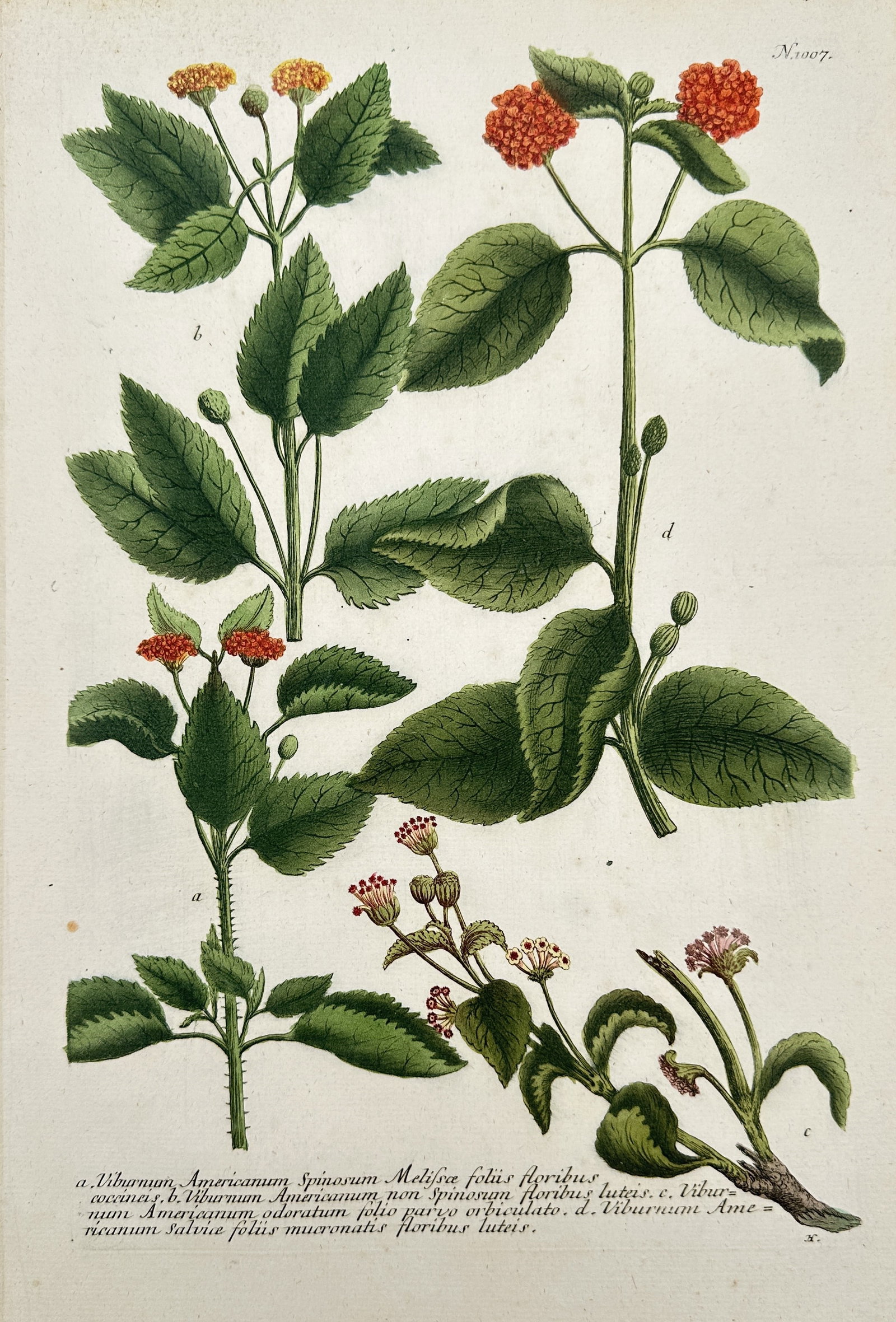 Johann Wilhelm Weinmann – Botanical Study of Horsemint and Related Herbs – Hand-coloured: This original hand-coloured botanical engraving illustrates several herbaceous species, primarily variations of the plant known historically as Horsemint (Horminum) and similar herbs. The composition 