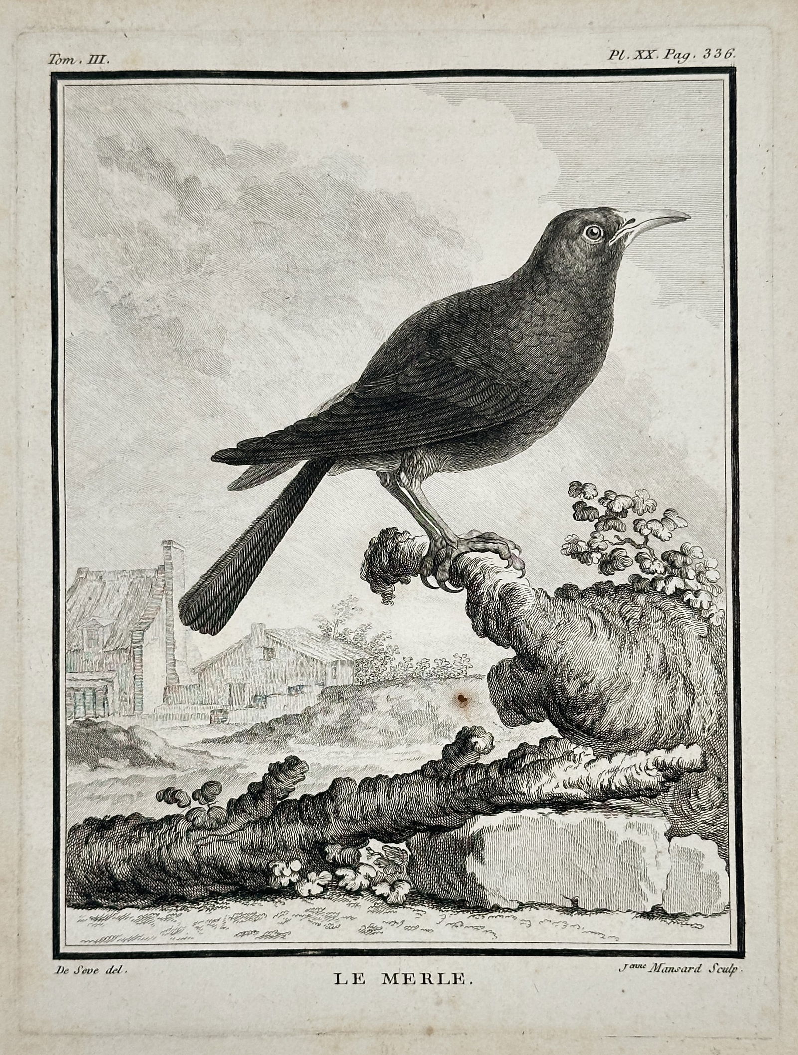 Georges-Louis Leclerc, Comte de Buffon – The Blackbird – Engraving (Circa 1770) (1 of 2)