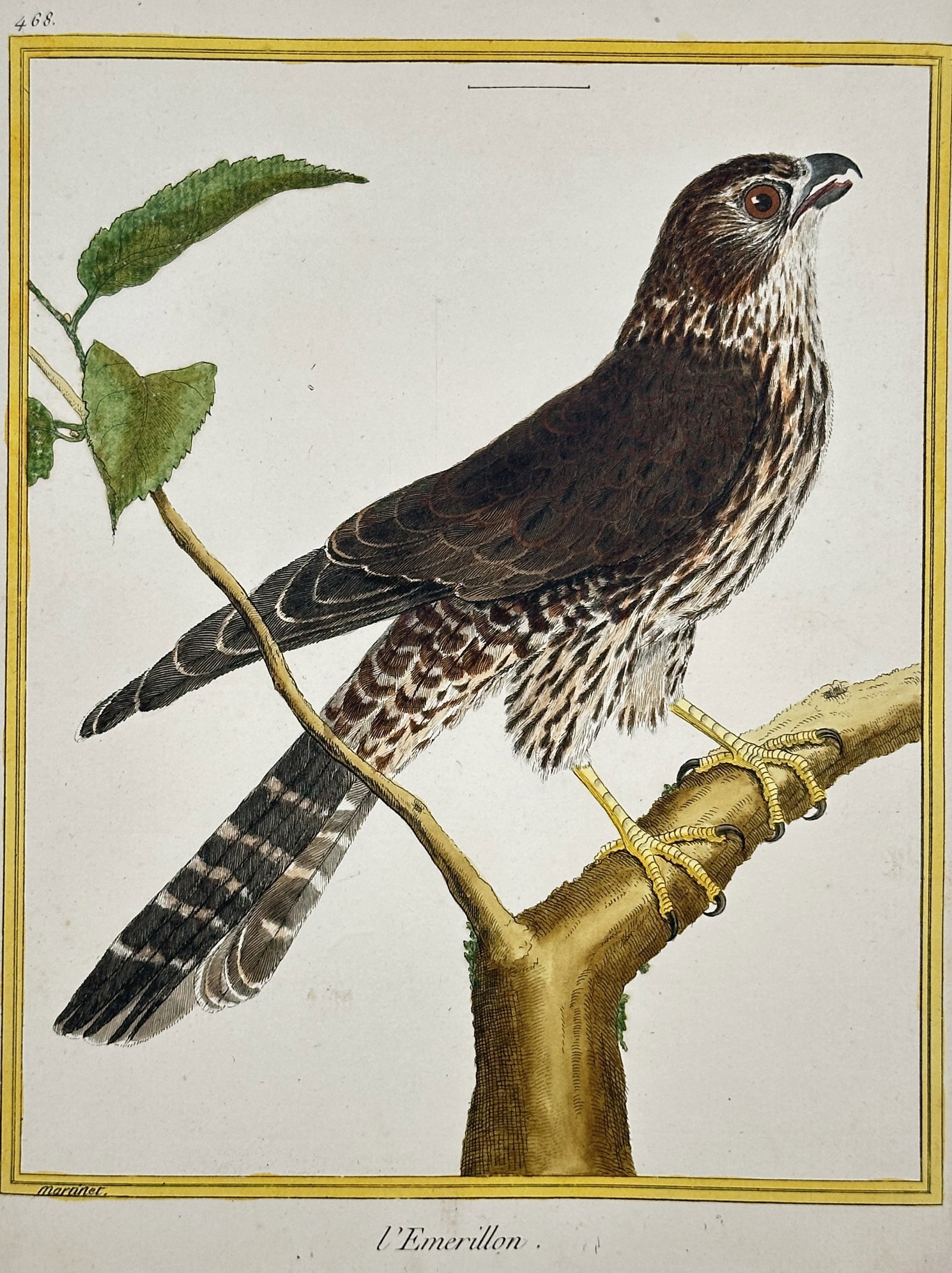 François-Nicolas Martinet – The Merlin – Hand-coloured Engraving (Circa 1775): This Merlin (L'Émerillon), a small, swift falcon, is depicted perched on a thick tree branch, set against a plain background that emphasizes the bird's form and coloration. The bird of prey features 