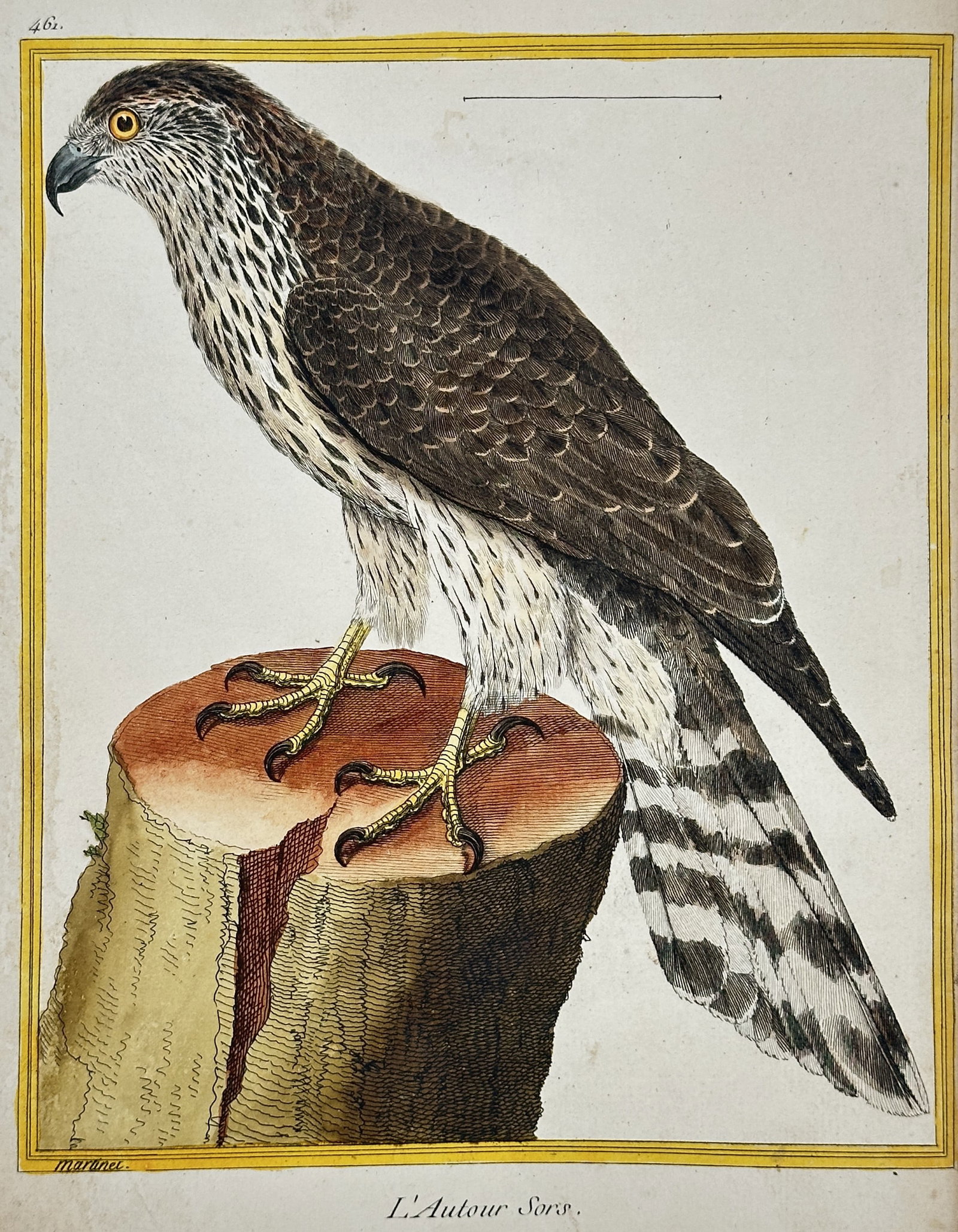 François-Nicolas Martinet – The Goshawk – Hand-coloured Engraving (Circa 1775): This dramatic hand-coloured engraving, titled L'Autour Sors. (The Goshawk, Accipiter gentilis), depicts a powerful bird of prey perched prominently on a weathered tree stump. The hawk is shown in prof
