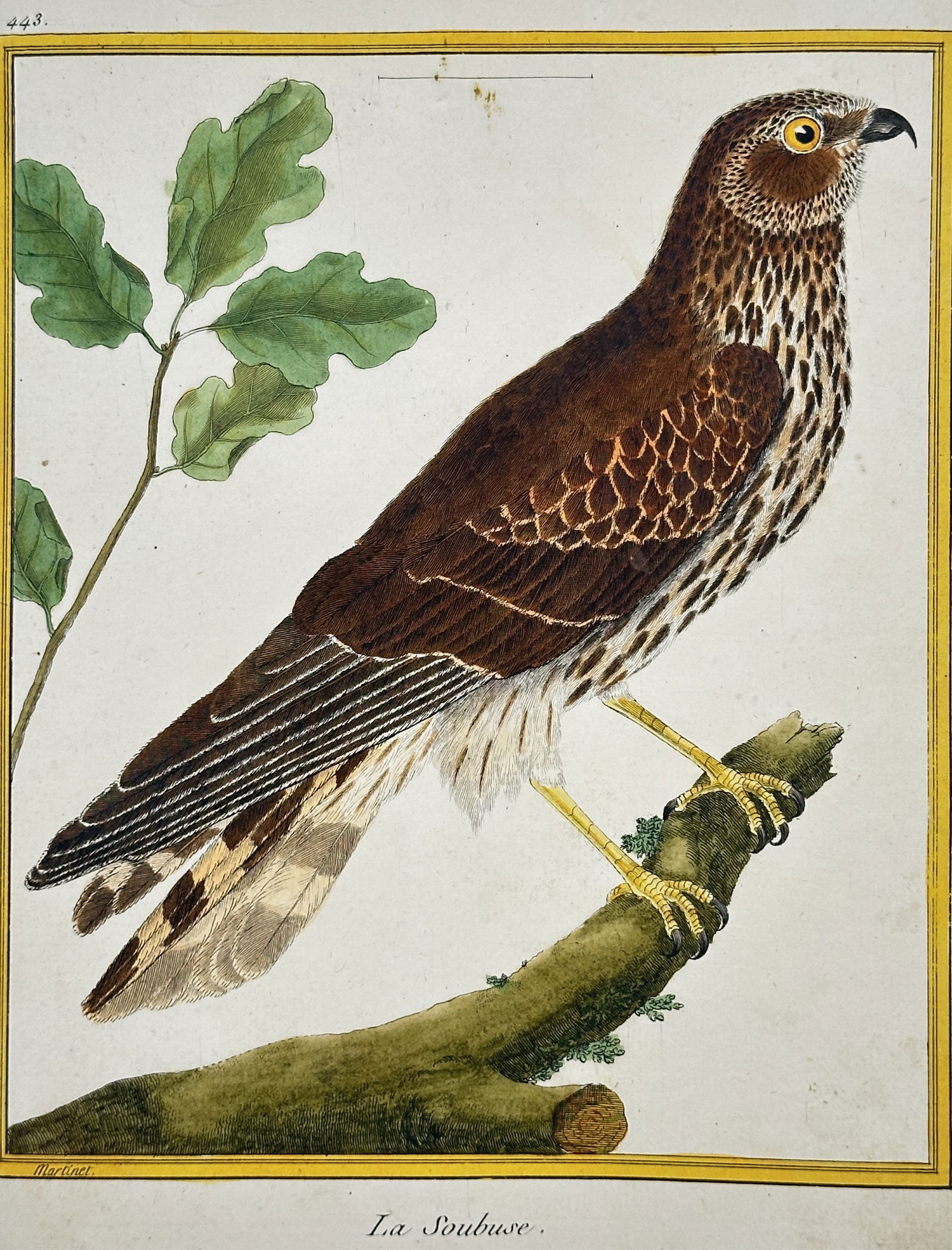 François-Nicolas Martinet – The Common Buzzard – Hand-coloured Engraving (Circa 1775) (1 of 2)