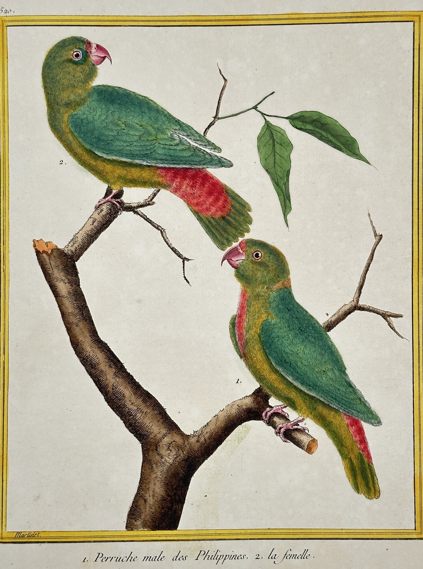 François-Nicolas Martinet – Philippine Parrot and Female – Hand-coloured Engraving (Circa 1775): This colorful hand-coloured engraving illustrates a pair of parrots, identified as a Philippine Parrot (Perruche male des Philippines) and its female (la Femelle). Both birds are brightly colored with