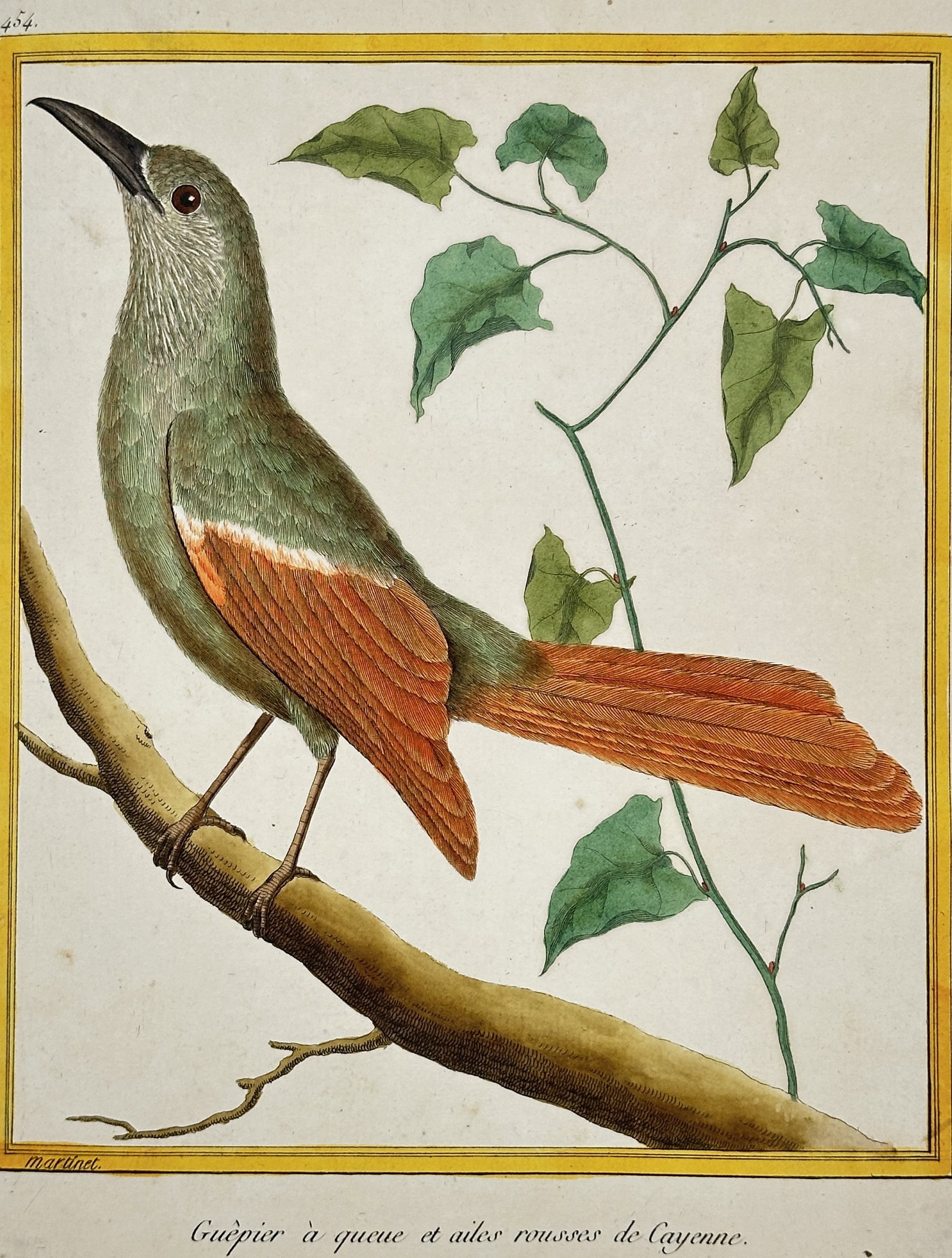 François-Nicolas Martinet – The Green Bird of Cayenne – Hand-coloured Engraving (Circa 1775): This vibrant hand-coloured engraving, titled Guêpier à queue et ailes rousses de Cayenne. (The Green Bird with Reddish Tail and Wings, likely a species of Cotinga or related tropical bird), depicts 