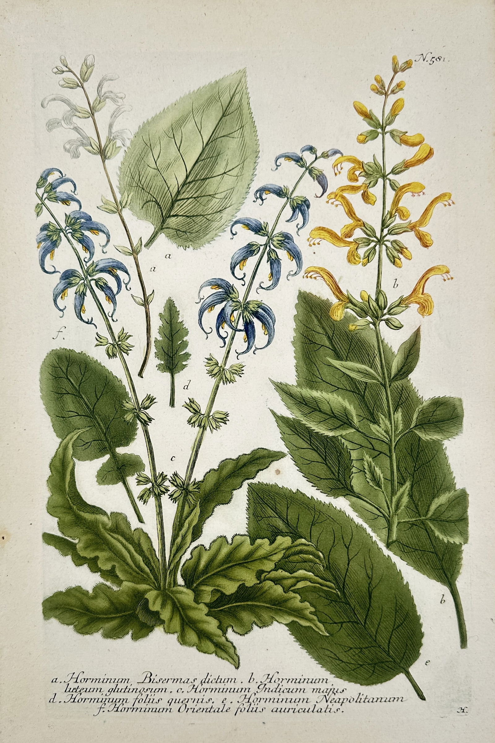 Johann Wilhelm Weinmann – Botanical Study of Sage Species – Hand-coloured Engraving (Circa 1740) (1 of 2)