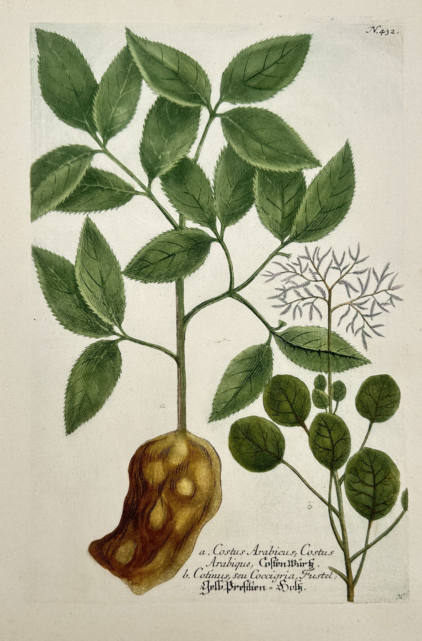 Johann Wilhelm Weinmann – Botanical Study of Arabian Corkwood and Pigeon Pea – Hand-coloured (1 of 2)