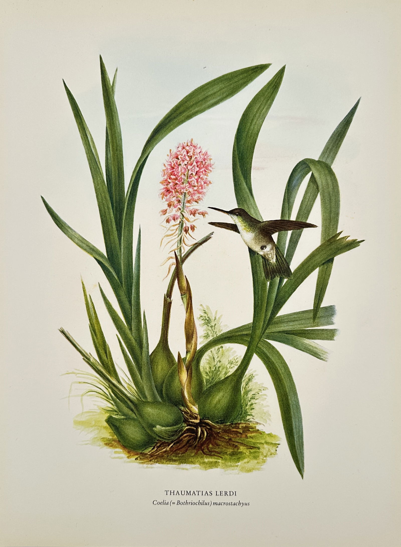 Rafael Montes de Oca, after – Lerdi's Sparkling-tail and Maravaca Orchid – Offset print (20th (1 of 2)