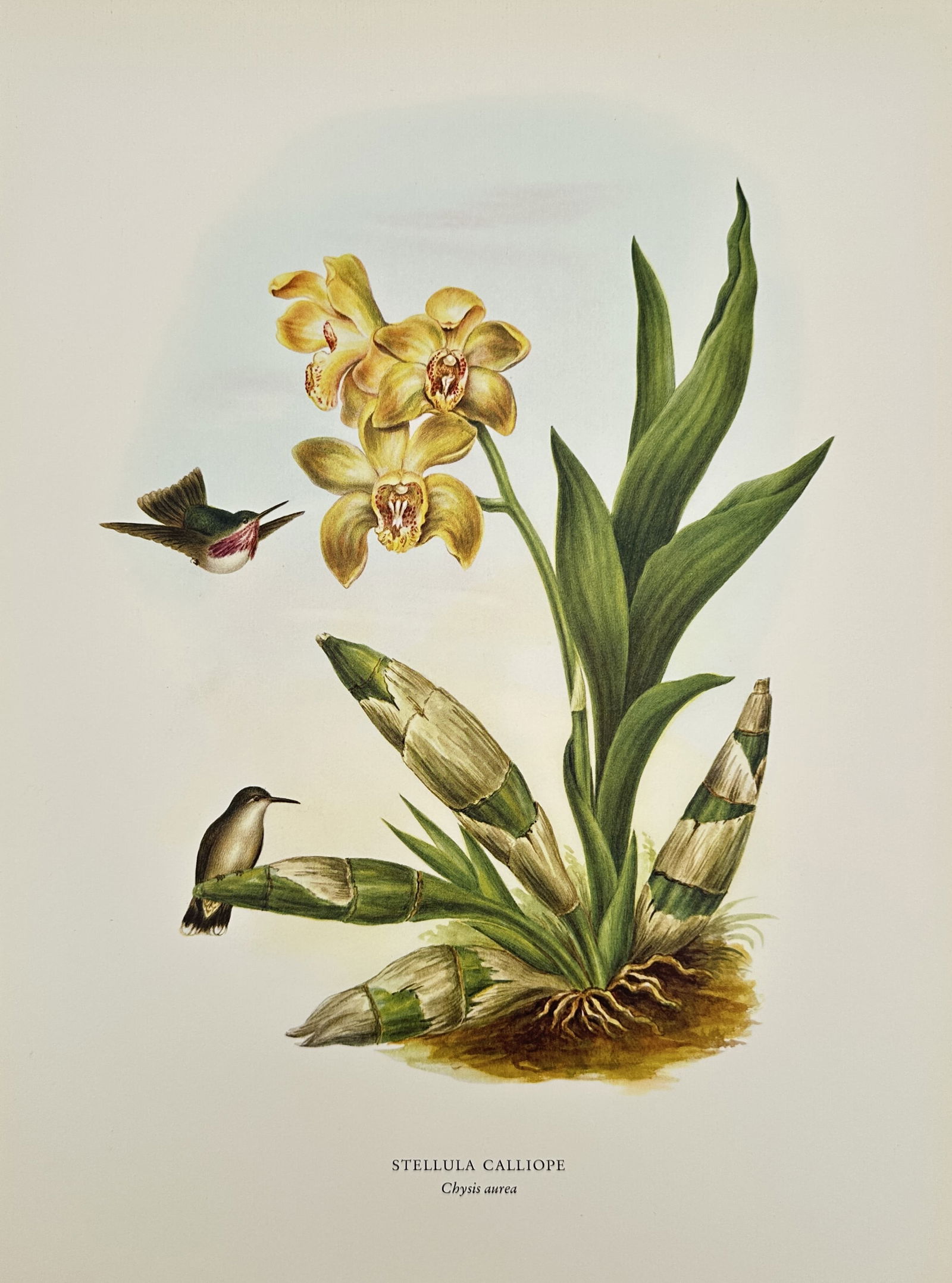 Rafael Montes de Oca, after – Calliope Sparkling-tail and Golden Cattleya Orchid – Offset print (1 of 2)