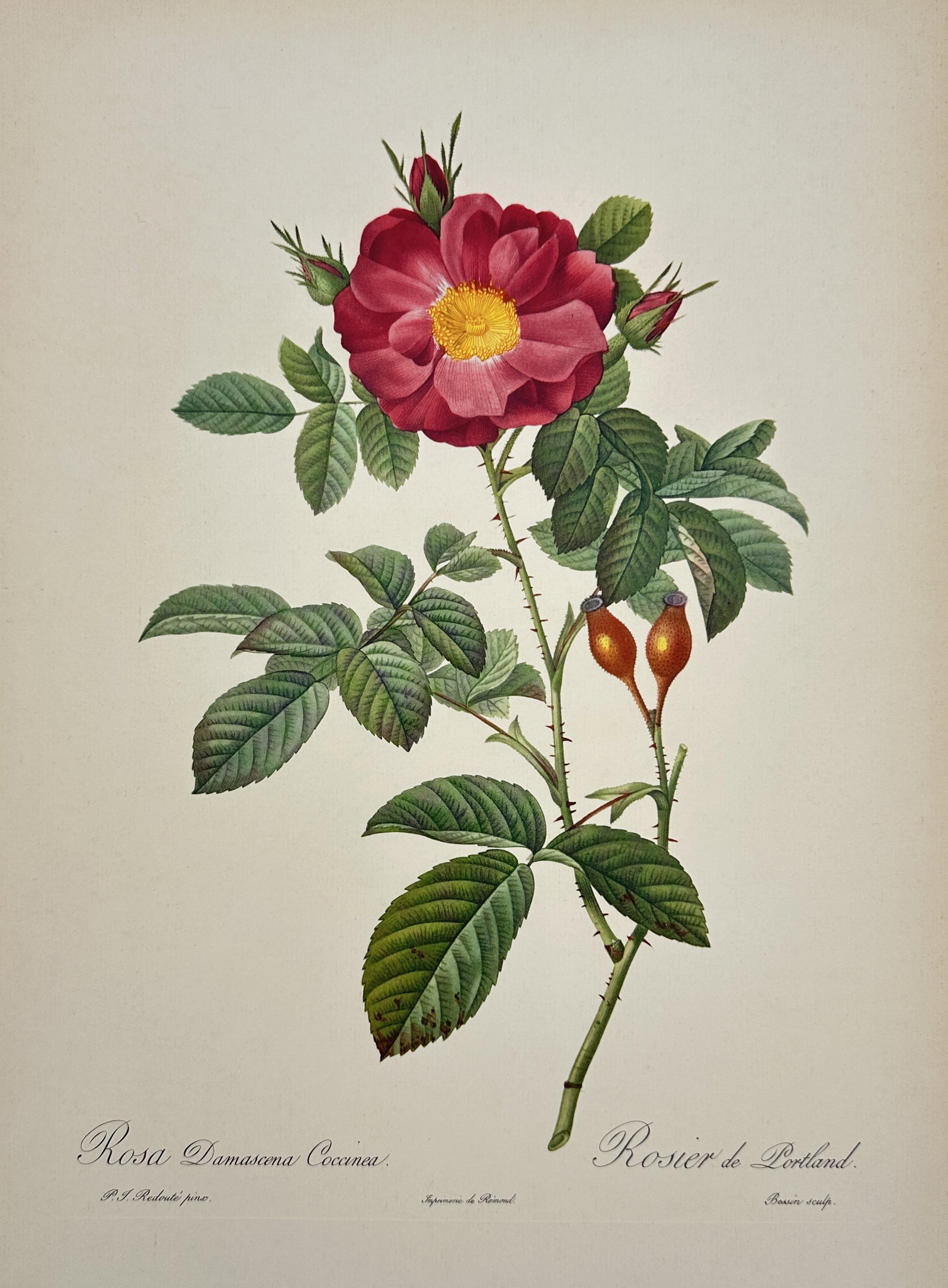 Pierre-Joseph Redouté, after – Portland Rose – Offset print (20th Century): This exquisite color print is a likeness of a celebrated botanical illustration depicting the Portland Rose (Rosa damascena baccifera or Rosa damascena coronea), a hybrid rose known for its brilliant 