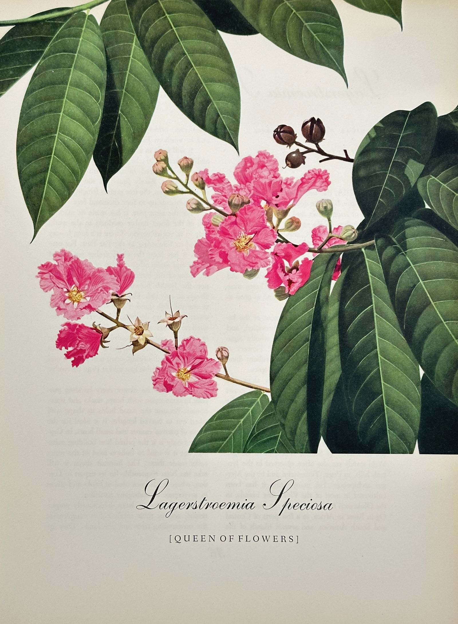 Bernard and Harriet Pertchik, after – Lagerstroemia Speciosa (Queen of Flowers) – Offset print (1 of 3)