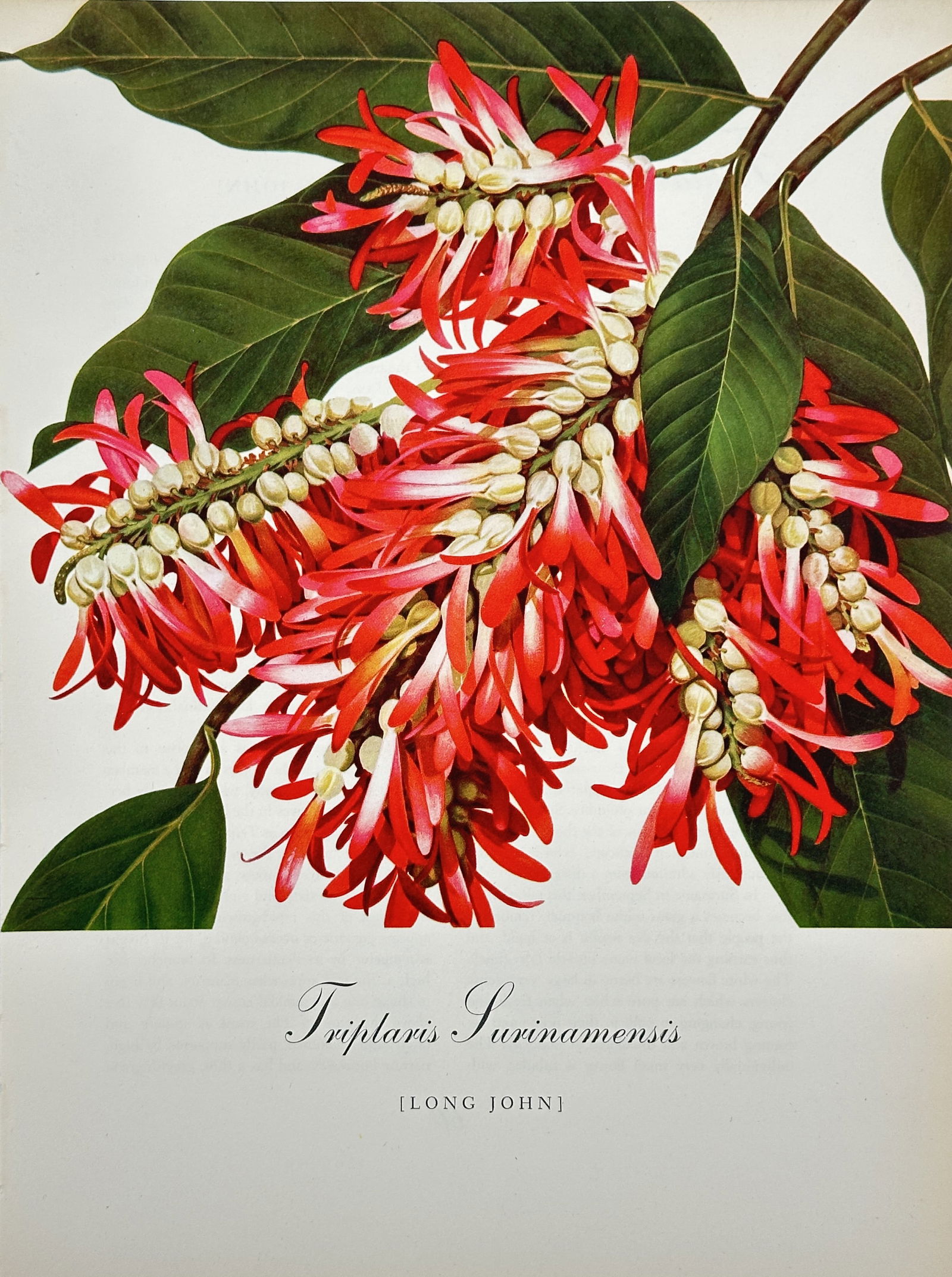 Bernard and Harriet Pertchik, after – Triplaris Surinamensis (Long John) – Offset print (1 of 3)