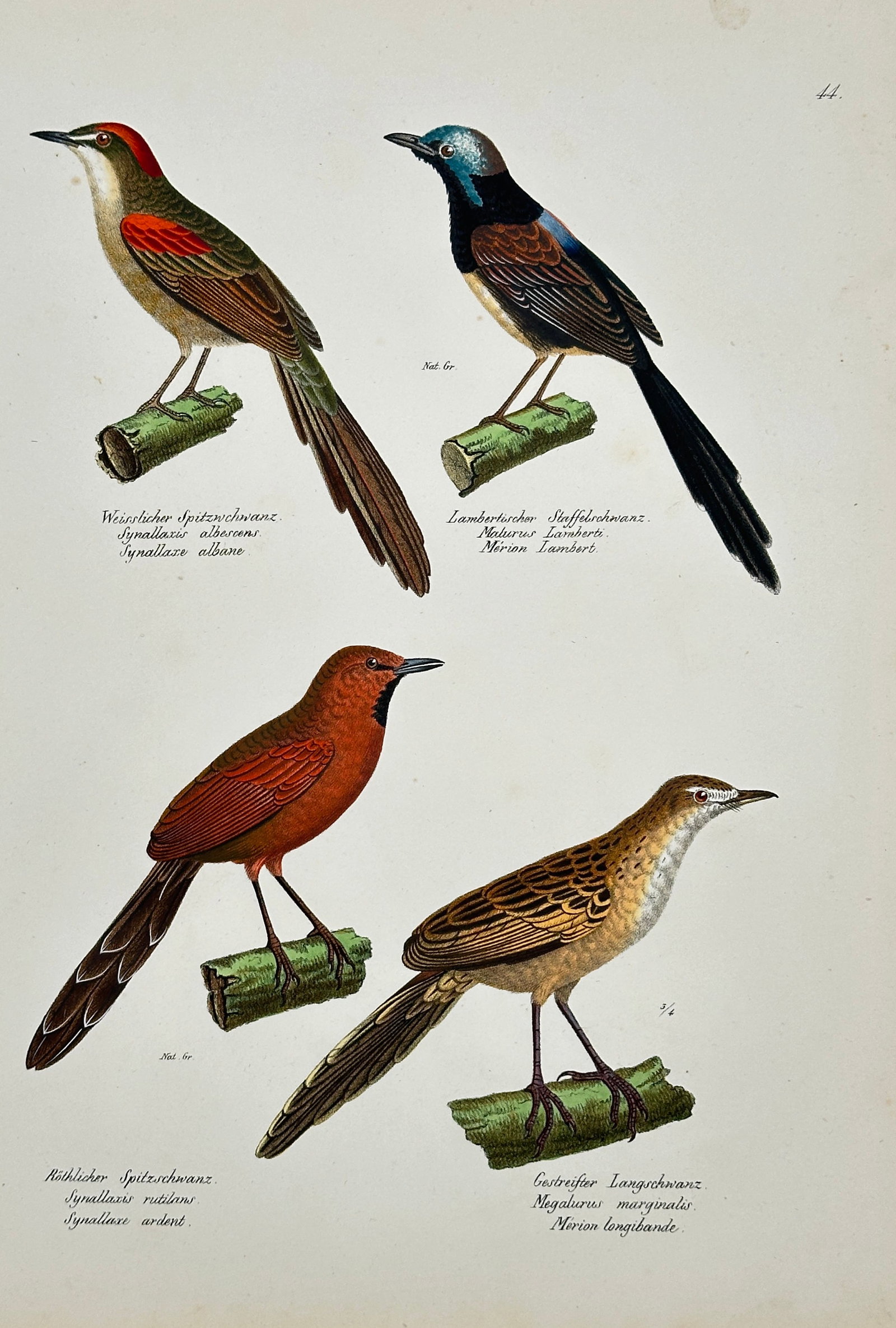 Karl Joseph Brodtmann – Various Bird Species (Timaliinae and Magulurus) – Hand-coloured: This Hand-coloured lithograph is a natural history illustration by Karl Joseph Brodtmann, featuring a set of four distinct bird species perched on branches against a plain background. The plate origin