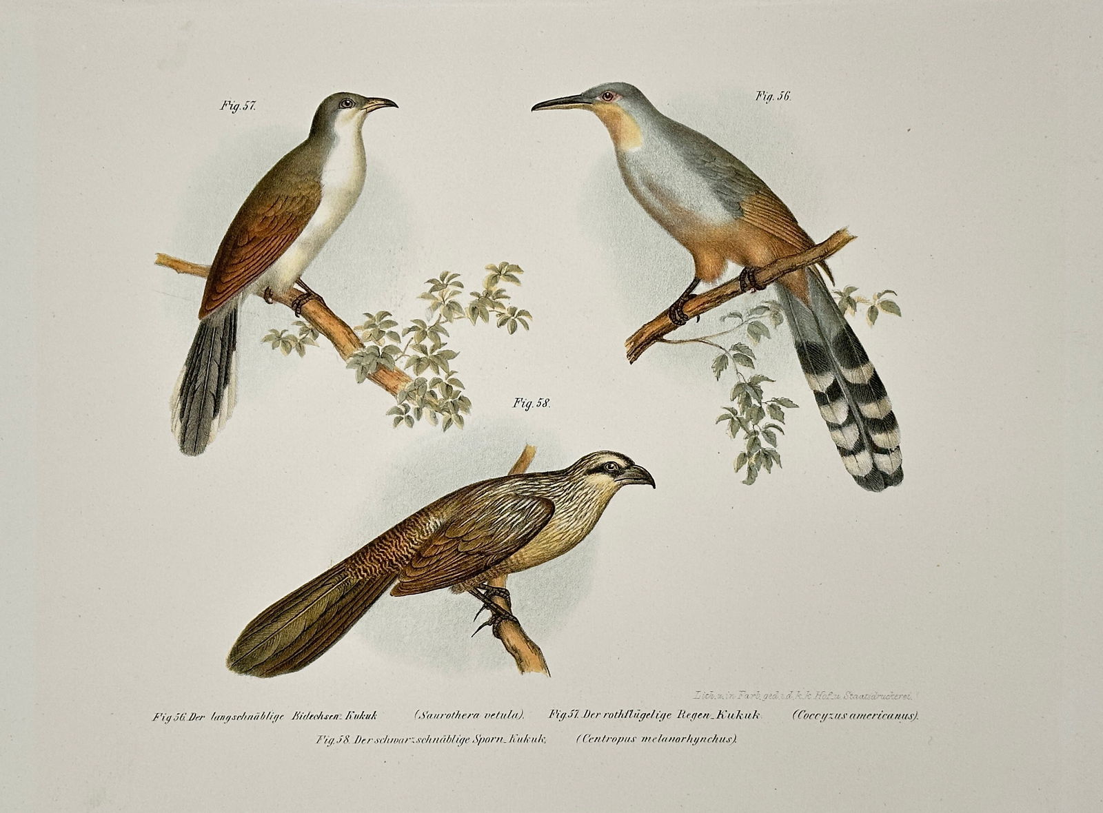 Karl Joseph Brodtmann – Various Cuckoos – Hand-coloured lithograph (Circa 1830s) (1 of 2)
