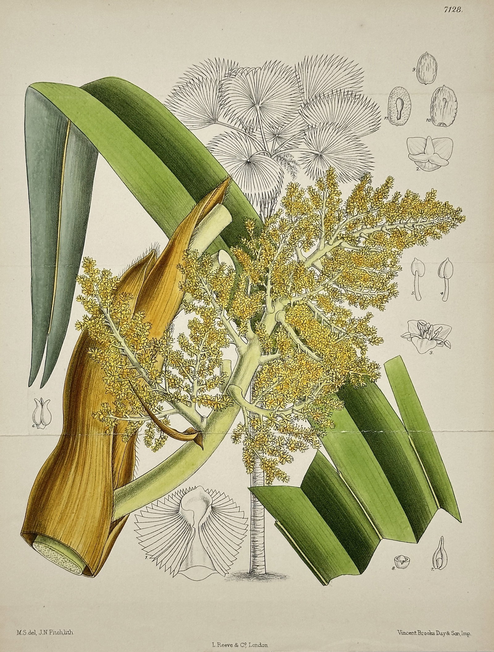 William Curtis – Palm Species Inflorescence and Fruit – Hand-coloured lithograph (Circa 1886): This Hand-coloured lithograph is a detailed botanical illustration from Curtis's Botanical Magazine, depicting the inflorescence (flowering cluster) and associated parts of a large Palm species. The c