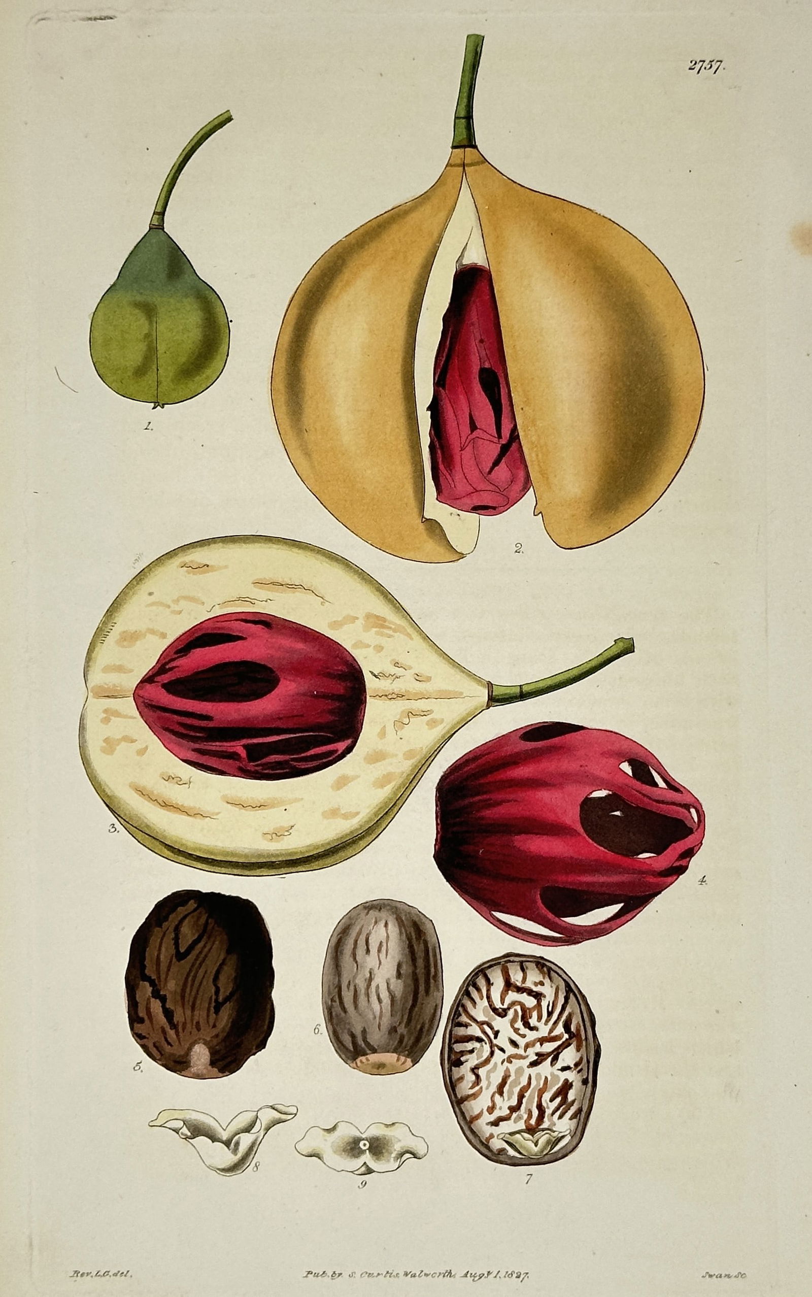 William Curtis – Myristica Fragrans (Nutmeg and Mace) – Hand-coloured lithograph (1827): This Hand-coloured engraving is a detailed botanical illustration from Curtis's Botanical Magazine, depicting various stages and components of the Nutmeg tree, Myristica fragrans. The print shows the