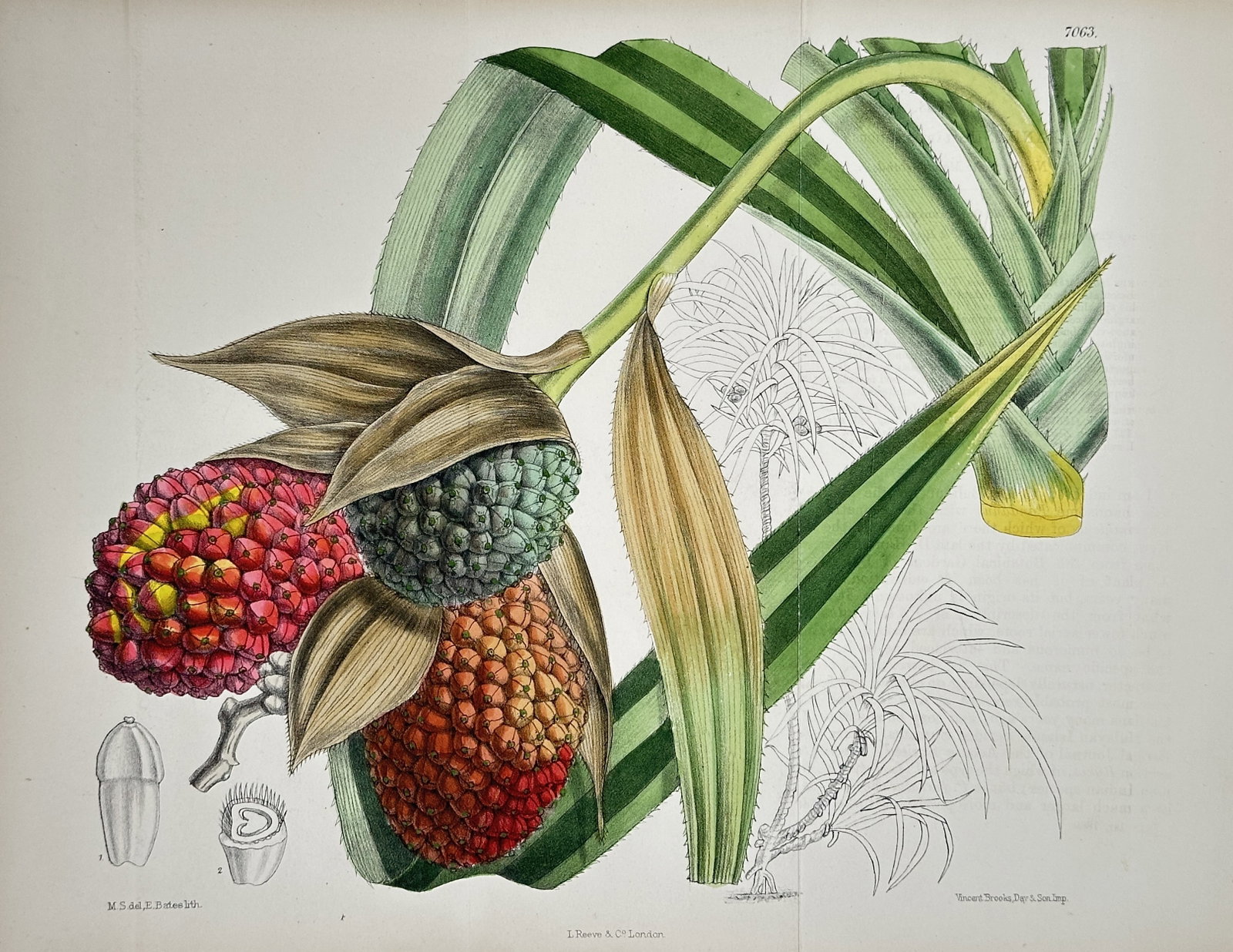 William Curtis – Pandanus Species (Screw Pine) – Hand-coloured lithograph (Circa 1885): This Hand-coloured lithograph is a large, detailed botanical illustration from Curtis's Botanical Magazine, depicting a species of Pandanus (Screw Pine). The composition focuses on the plant's distinc