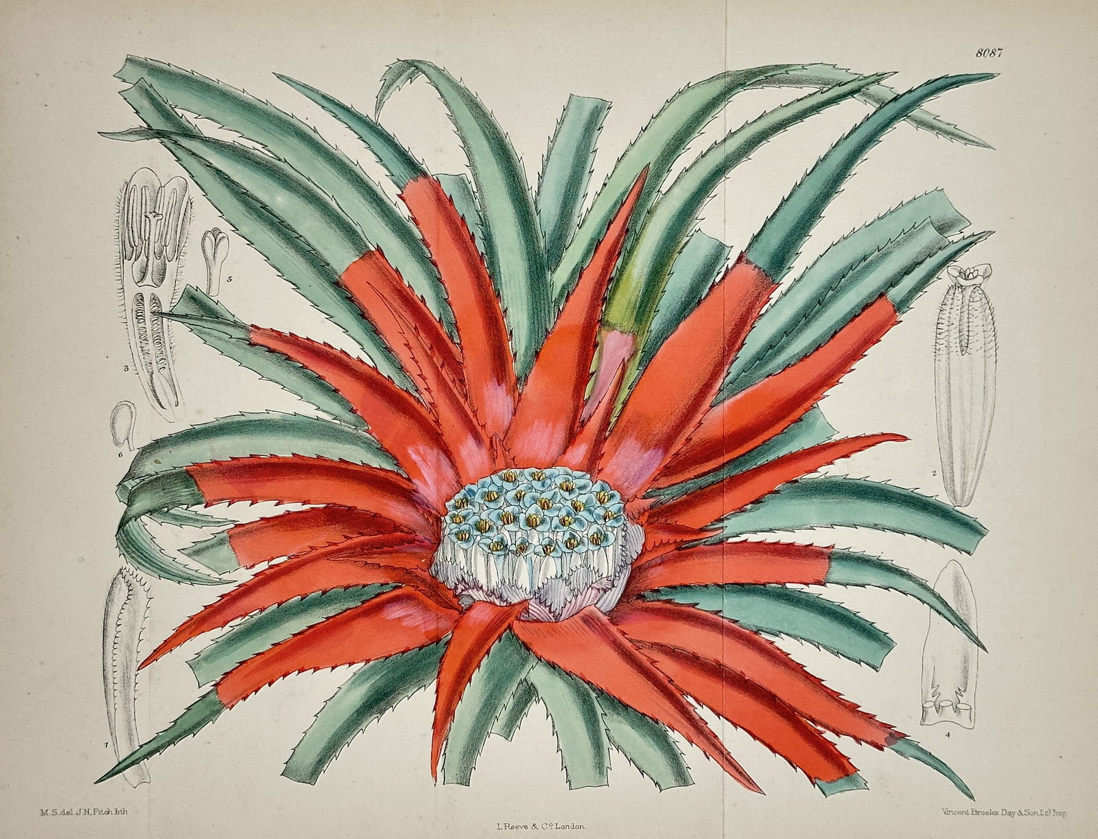 William Curtis – Bromeliad Species – Hand-coloured lithograph (Circa 1890) (1 of 2)