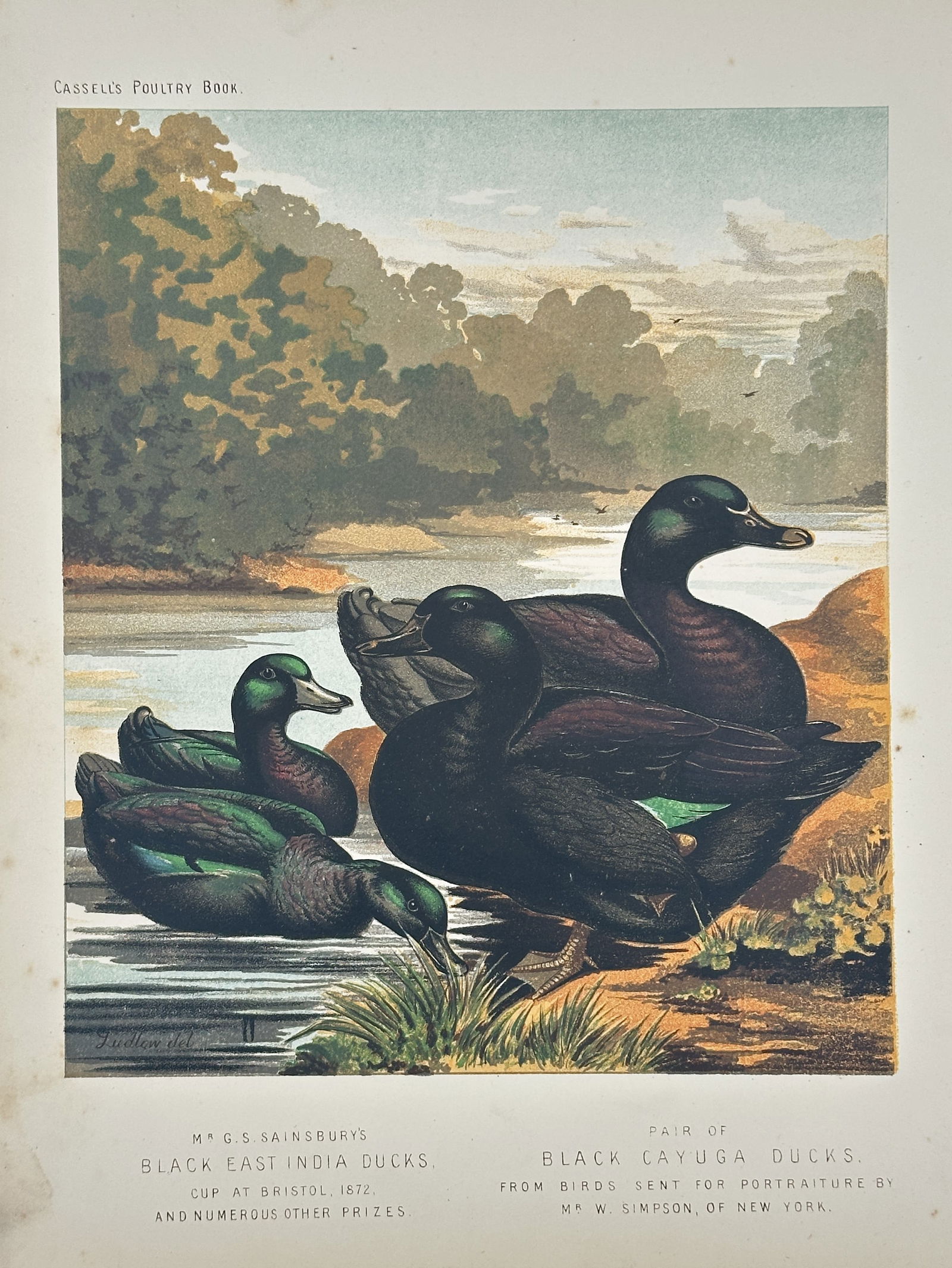 J. W. Ludlow – Pair of Black East India Ducks and Pair of Black Cayuga Ducks (1 of 2)
