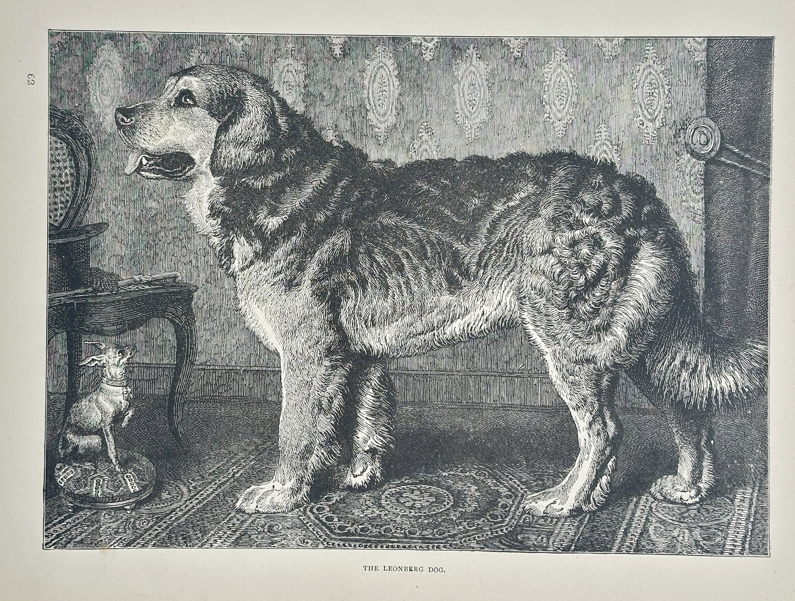 Vero Shaw (1854–1921) – The Leonberg Dog – Engraving (Circa 1880): This Engraving is a detailed illustration of a dog titled The Leonberg Dog (Leonberger), likely originating from a publication like Cassell's Book of the Dog, on which Vero Shaw frequently collaborate