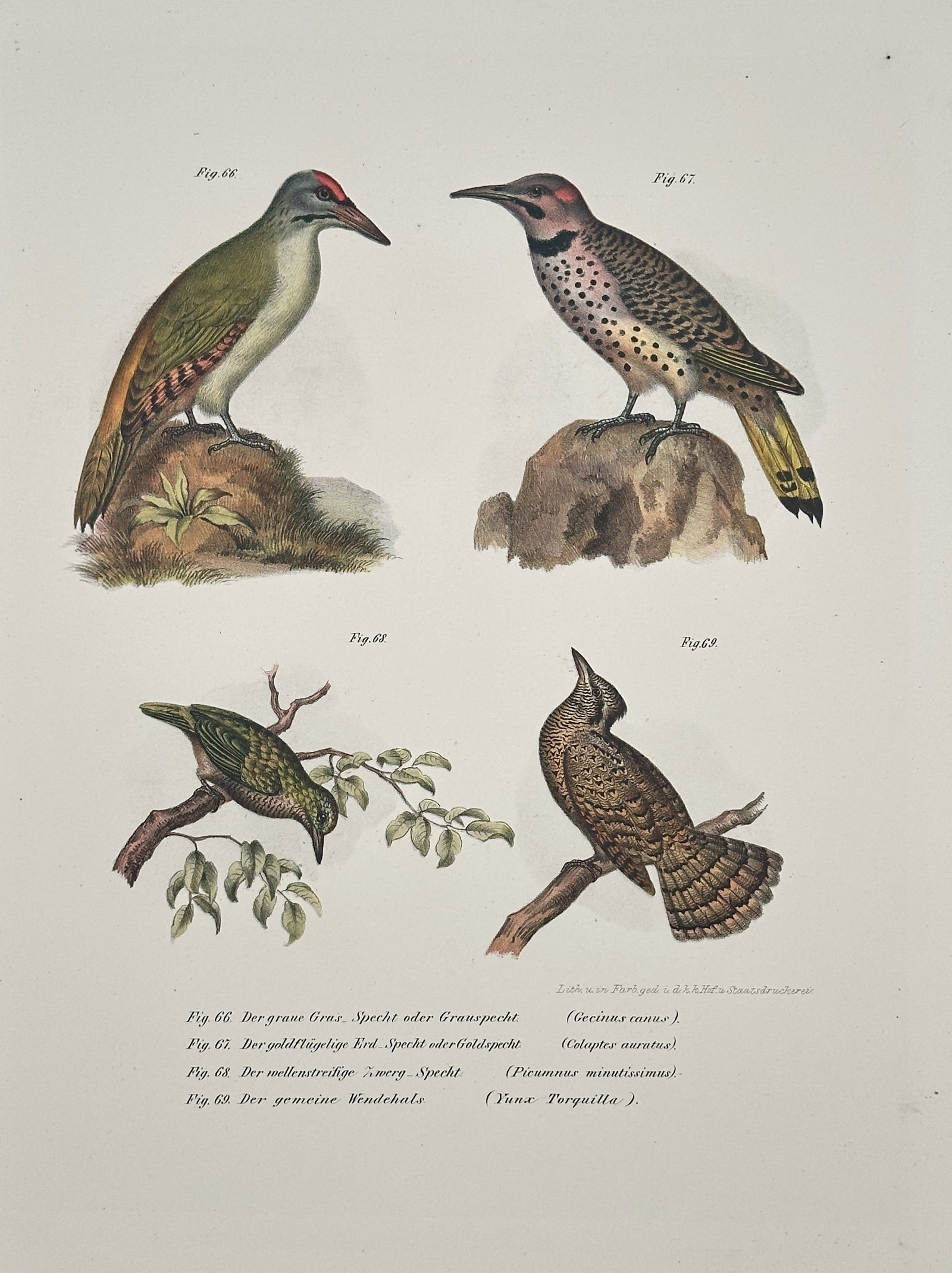 Karl Joseph Brodtmann – Various Woodpeckers and Wryneck – Hand-coloured lithograph (Circa 1830s): This Hand-coloured lithograph is a natural history illustration by Karl Joseph Brodtmann, featuring a set of four distinct bird species, primarily woodpeckers, perched in a naturalistic setting. The p