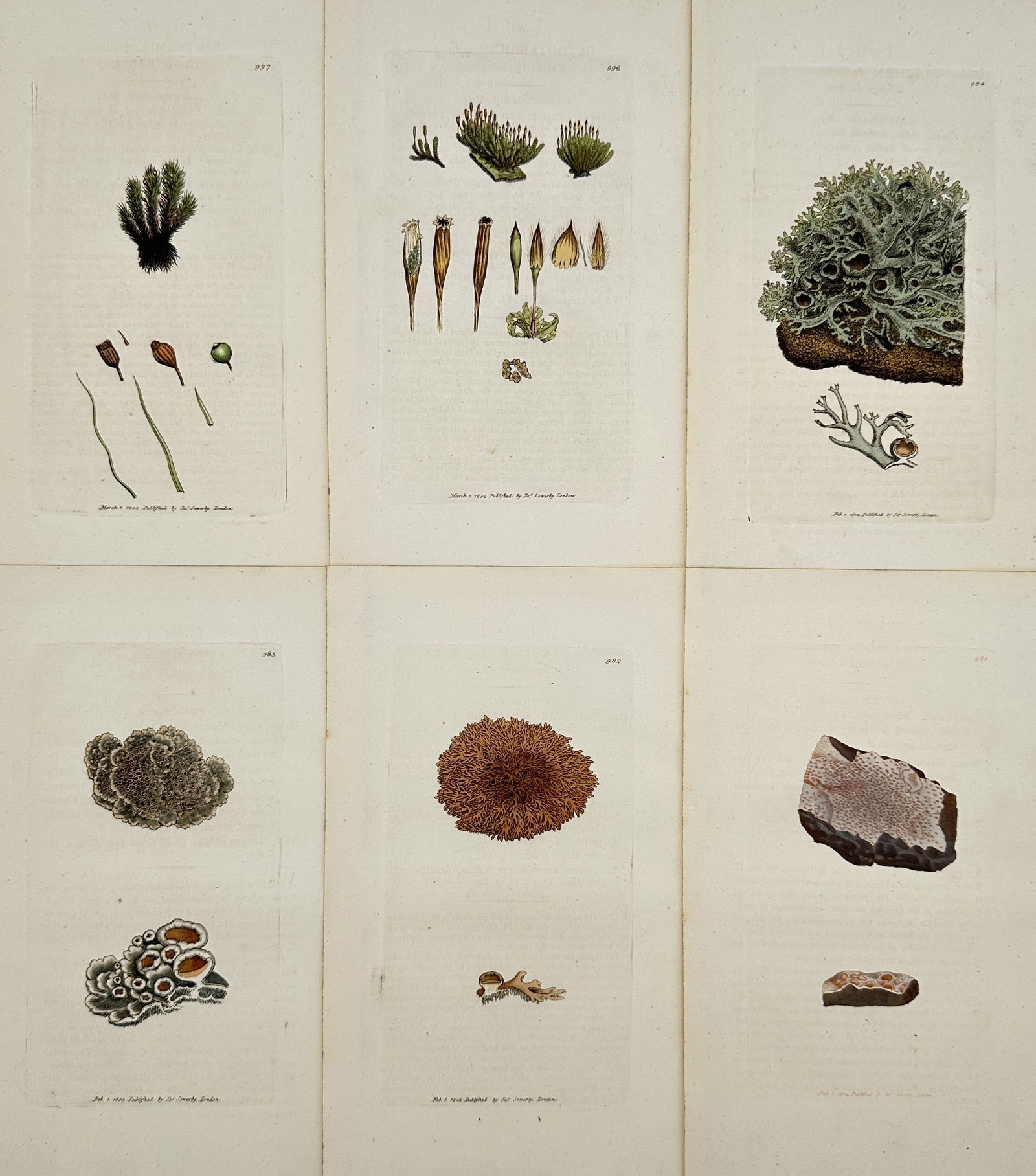 James Sowerby – Set of 6: British Flora (Mosses and Lichens, Cryptogams) – Engraving (1 of 2)