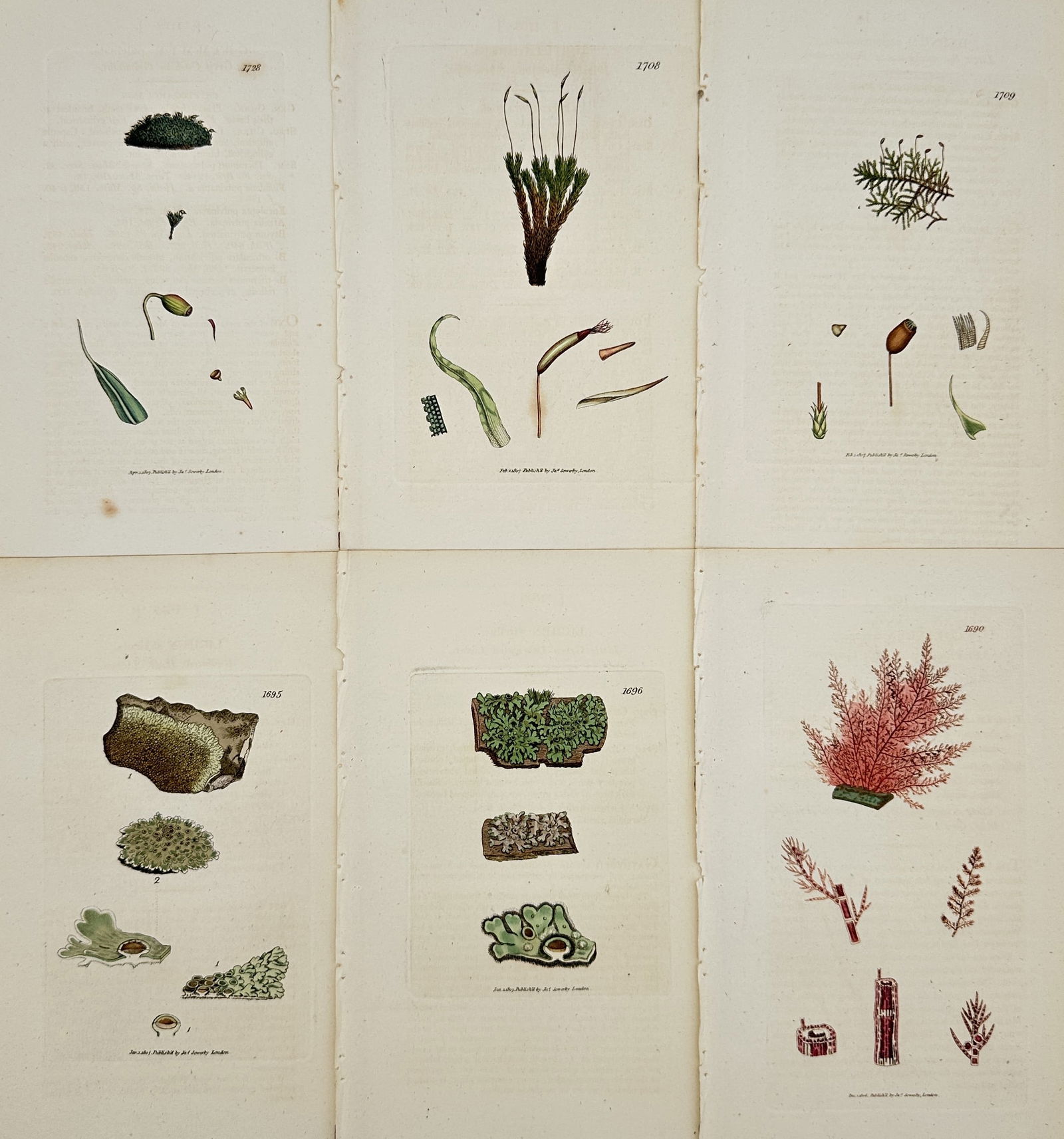 James Sowerby – Set of 6: British Flora (Mosses, Lichens, and Seaweed) – Engraving (1 of 2)