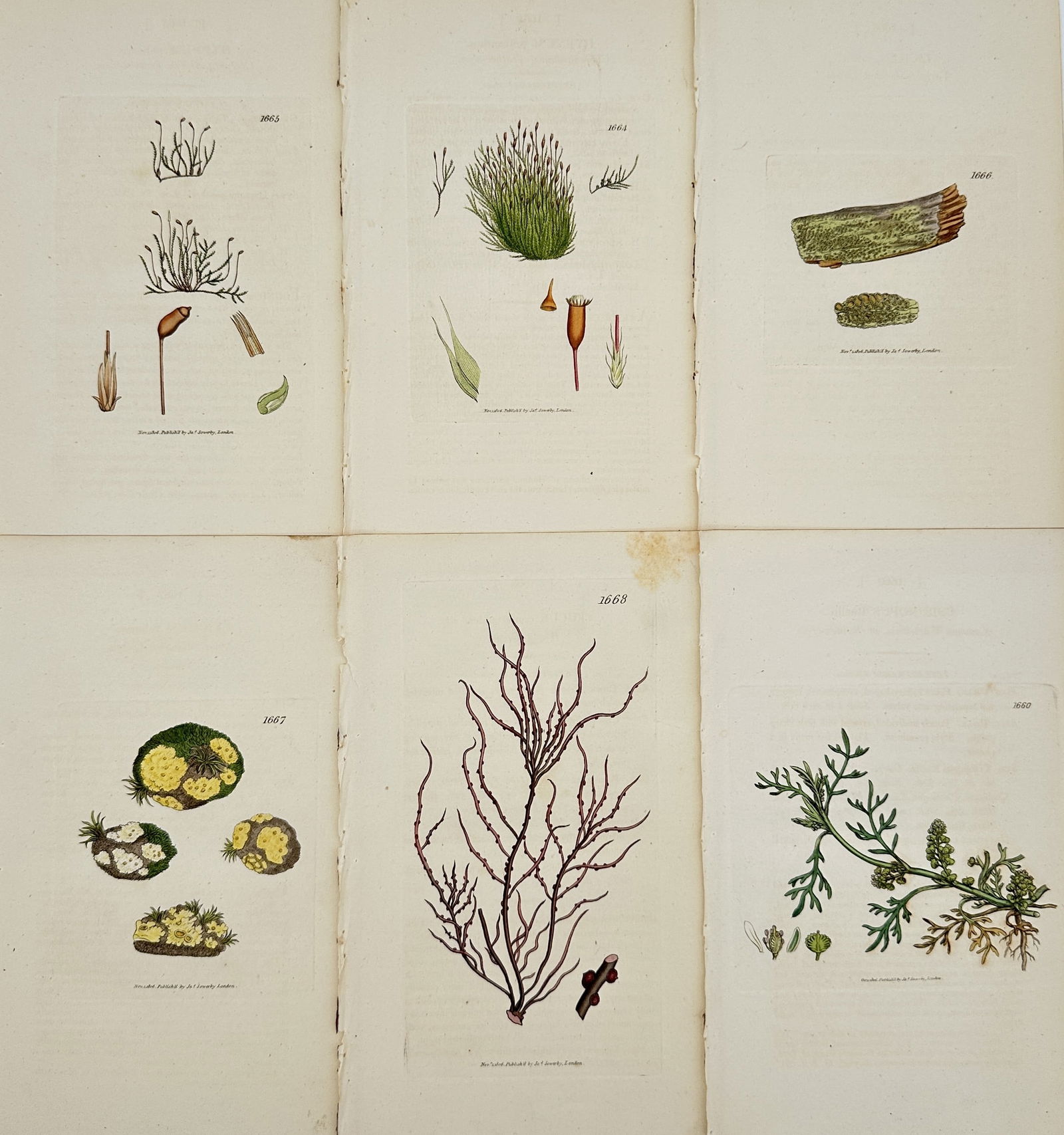James Sowerby – Set of 6: British Flora (Mosses, Lichens, and Seaweed, Cryptogams) – Engraving (1 of 2)