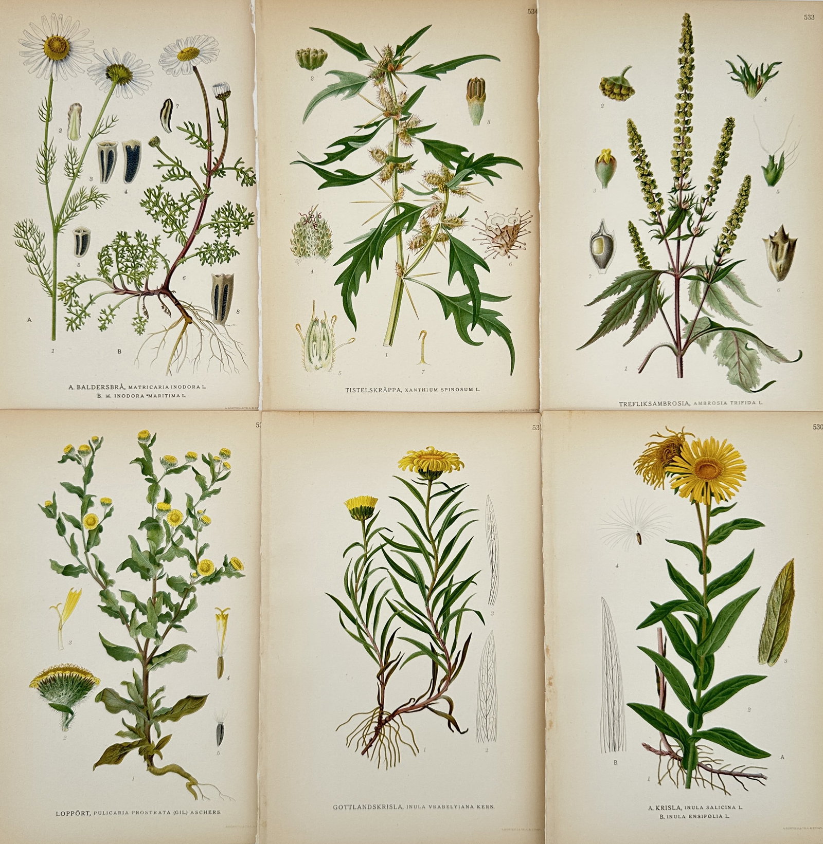 Carl Lindman – Set of 6: Northern Flora (Composites, Ragweeds, and Marigolds) – Chromolithograph: This set of six chromolithographic botanical prints, a highly illustrative group, is drawn from Carl Axel Magnus Lindman's monumental work, Bilder ur Nordens Flora (Pictures of Nordic Flora). The plat