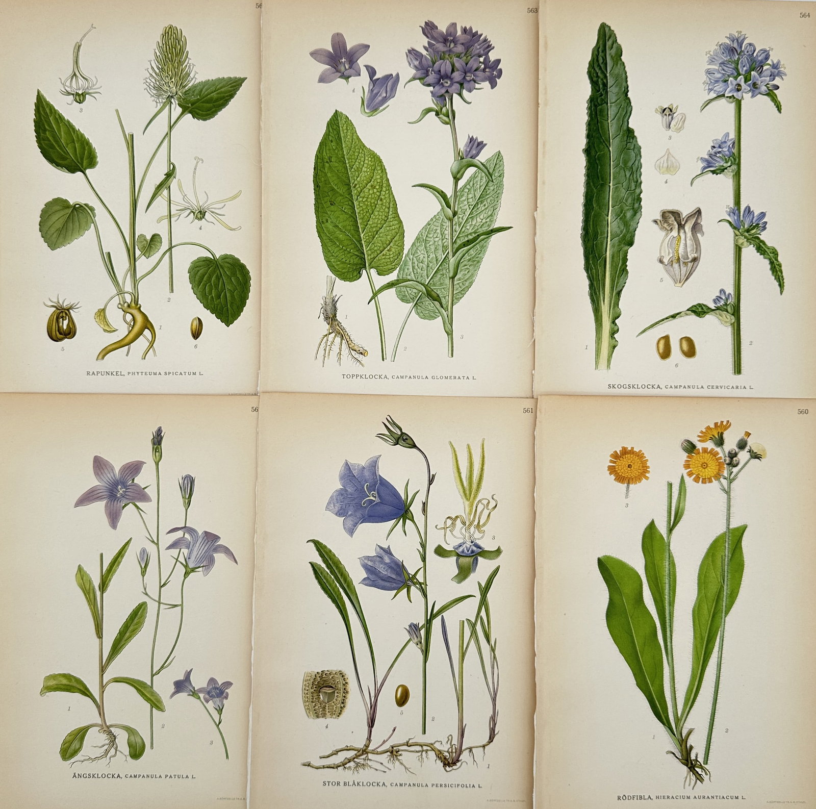 Carl Lindman – Set of 6: Northern Flora (Bellflowers and Campanulaceae) – Chromolithograph: This set of six chromolithographic botanical prints, a highly illustrative group, is drawn from Carl Axel Magnus Lindman's monumental work, Bilder ur Nordens Flora (Pictures of Nordic Flora). The plat