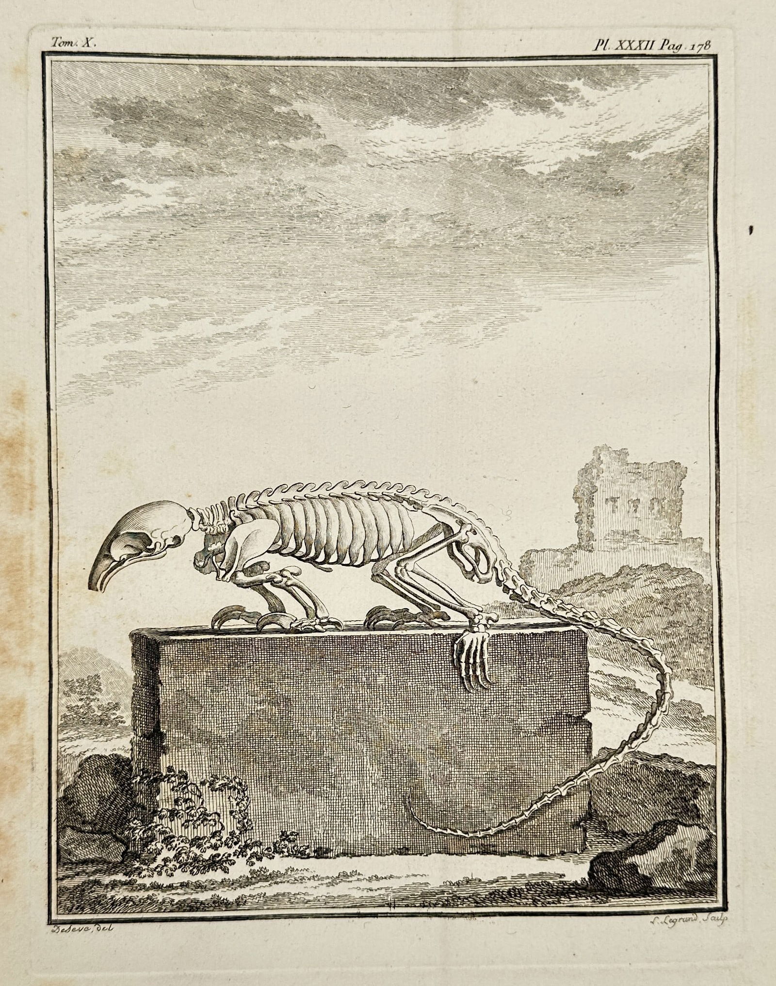 Georges-Louis Le Clerc, Comte de Buffon – Comparative Anatomy: Skeleton of a Long-Snouted Mammal: This copperplate engraving illustrates the detailed skeleton of a long-snouted, scaled or anteater-like mammal (such as a pangolin, as evidenced by the segmented tail and snout profile), presented in