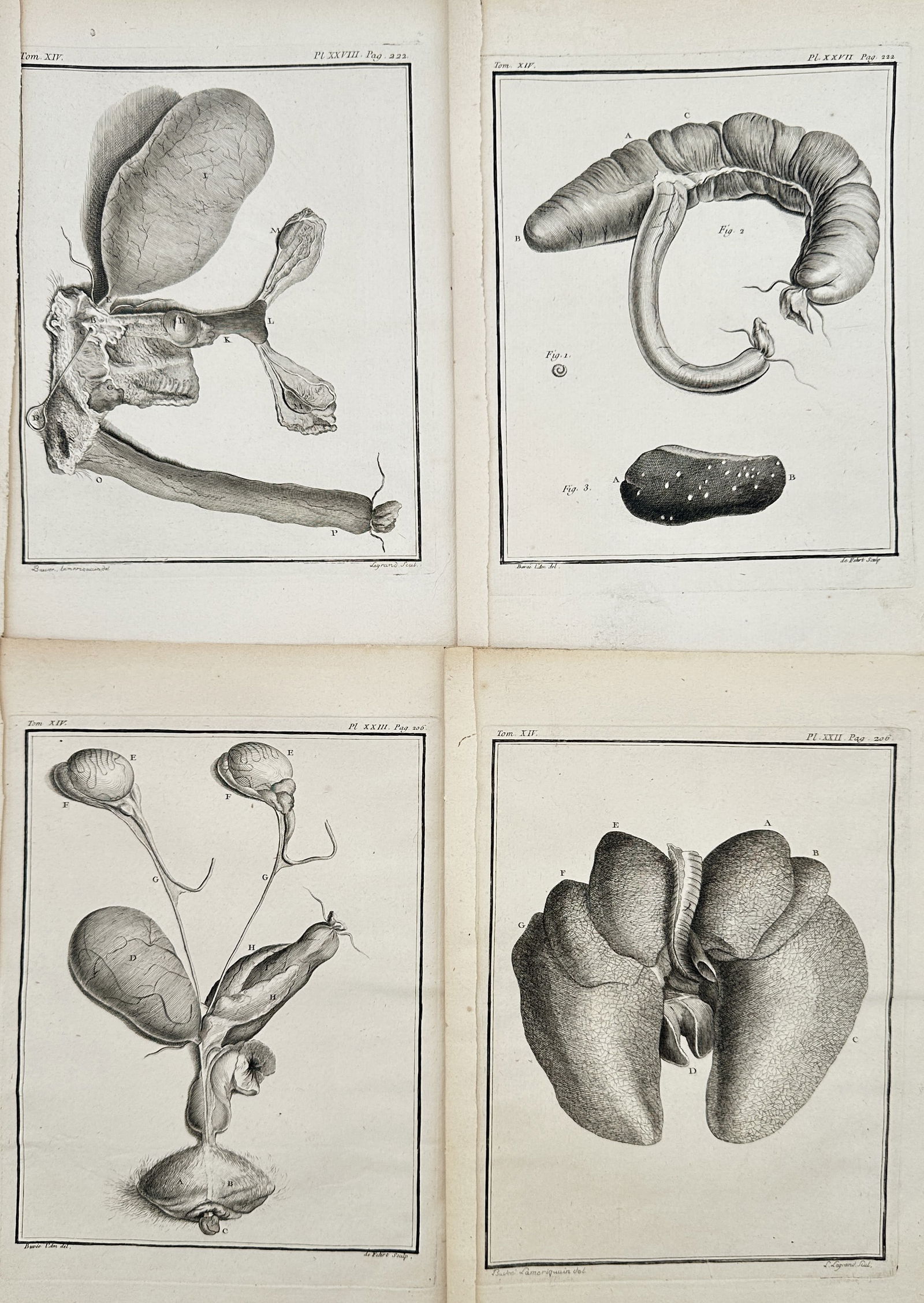 Georges-Louis Le Clerc, Comte de Buffon – Set of 4: Comparative Anatomy of Digestive and: This set of four copperplate engravings originates from the rigorous anatomical section of the Histoire Naturelle, générale et particulière (Natural History, General and Particular). The prints off
