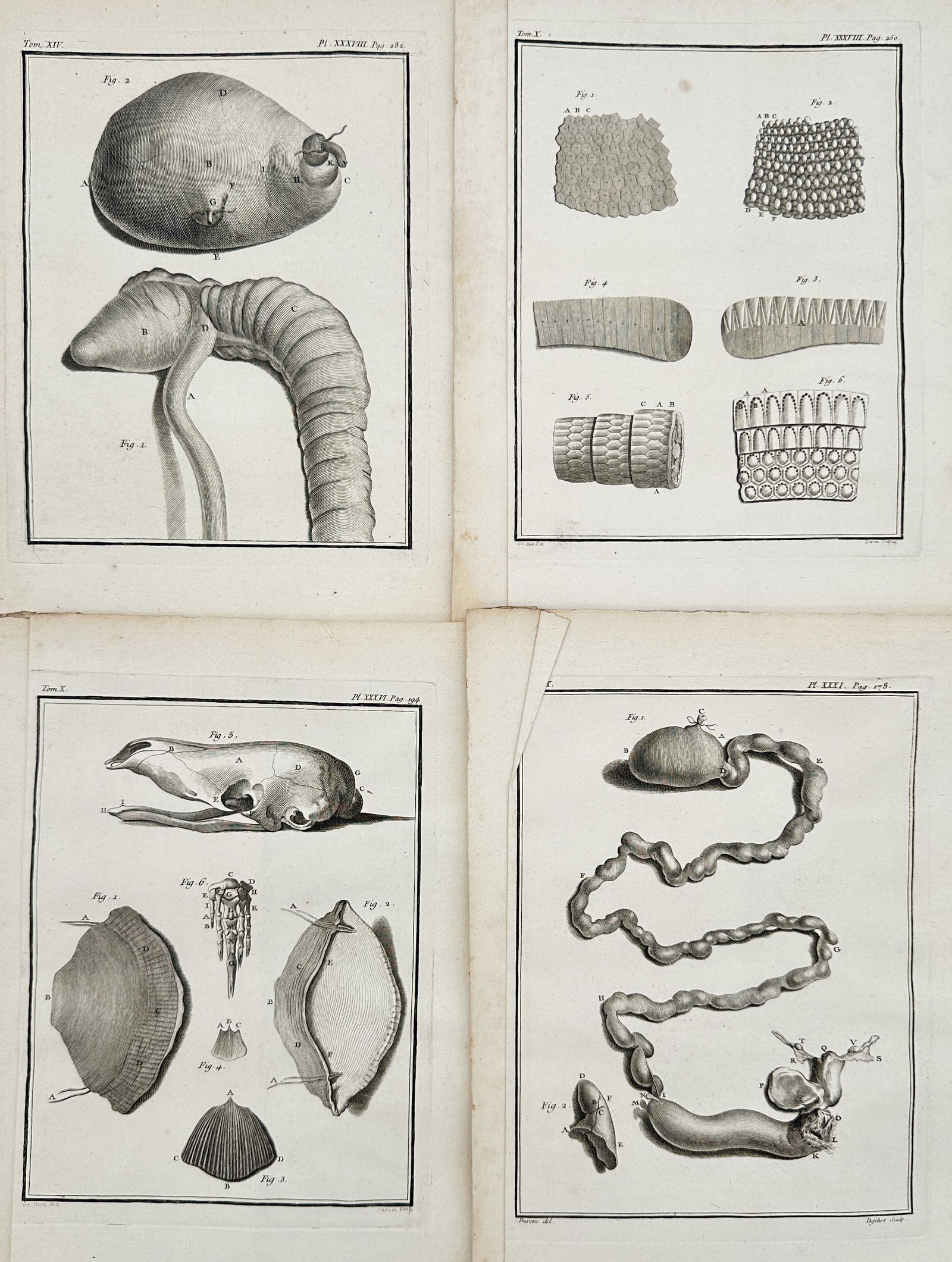 Georges-Louis Le Clerc, Comte de Buffon – Set of 4: Comparative Anatomy of Integument and Viscera: This set of four copperplate engravings from the monumental series Histoire Naturelle, générale et particulière (Natural History, General and Particular) focuses on detailed comparative anatomical