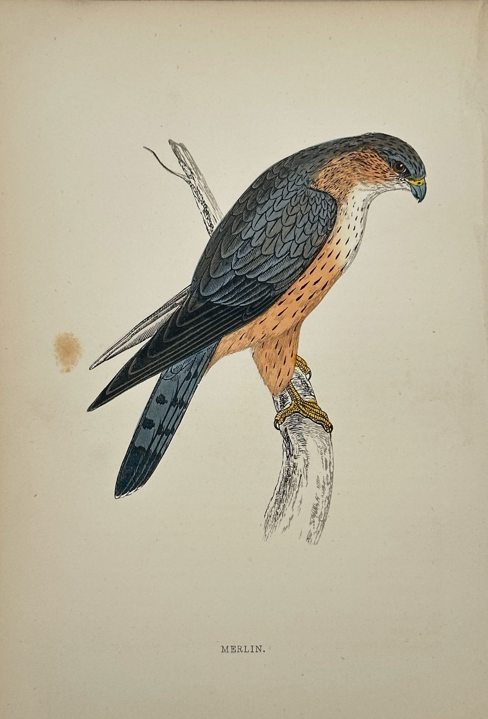 Francis Orpen Morris – Merlin – Wood Engraving, Hand-coloured (Circa 1850–1857): This finely hand-coloured wood engraving depicts the Merlin (Falco columbarius), a small falcon species. The bird of prey is shown perched in profile on a branch, featuring dark grey-blue back and win