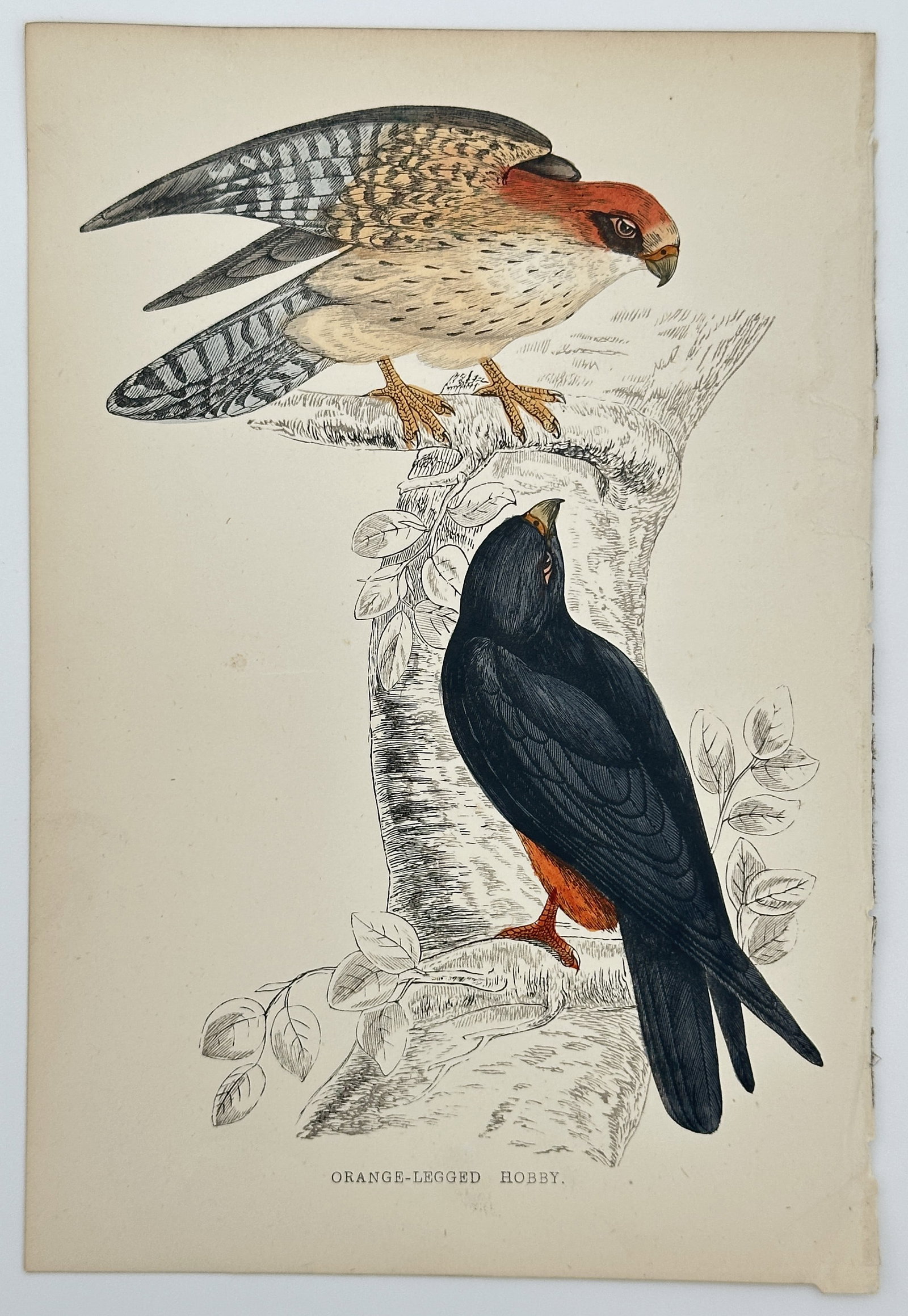 Francis Orpen Morris – Orange-legged Hobby (Red-footed Falcon) – Wood Engraving, Hand-coloured: This finely hand-coloured wood engraving features two illustrations of the Orange-legged Hobby (now commonly known as the Red-footed Falcon, Falco vespertinus), perched on a tree stump. The upper bird