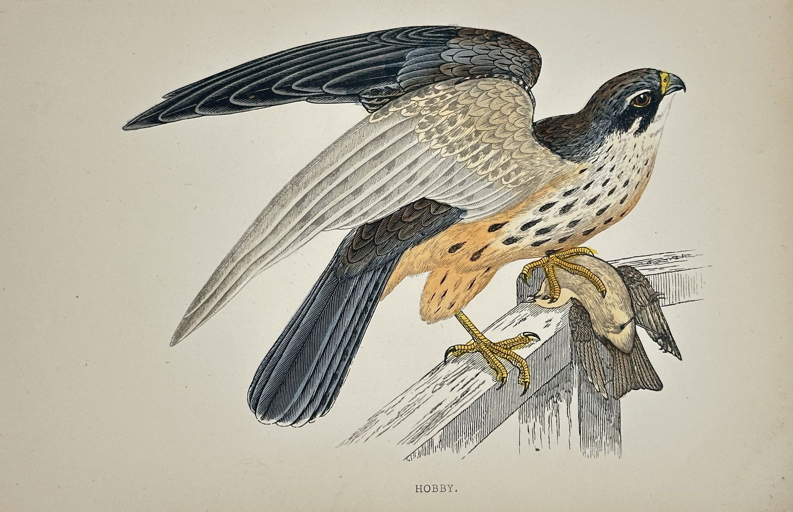 Francis Orpen Morris – Hobby (Falcon) – Wood Engraving, Hand-coloured (Circa 1850–1857) (1 of 2)