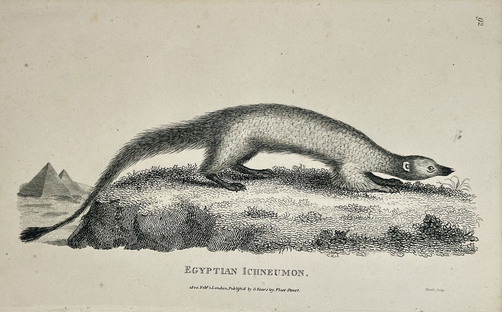George Shaw – Egyptian Ichneumon (Egyptian Mongoose) – Engraving (1800) (1 of 2)