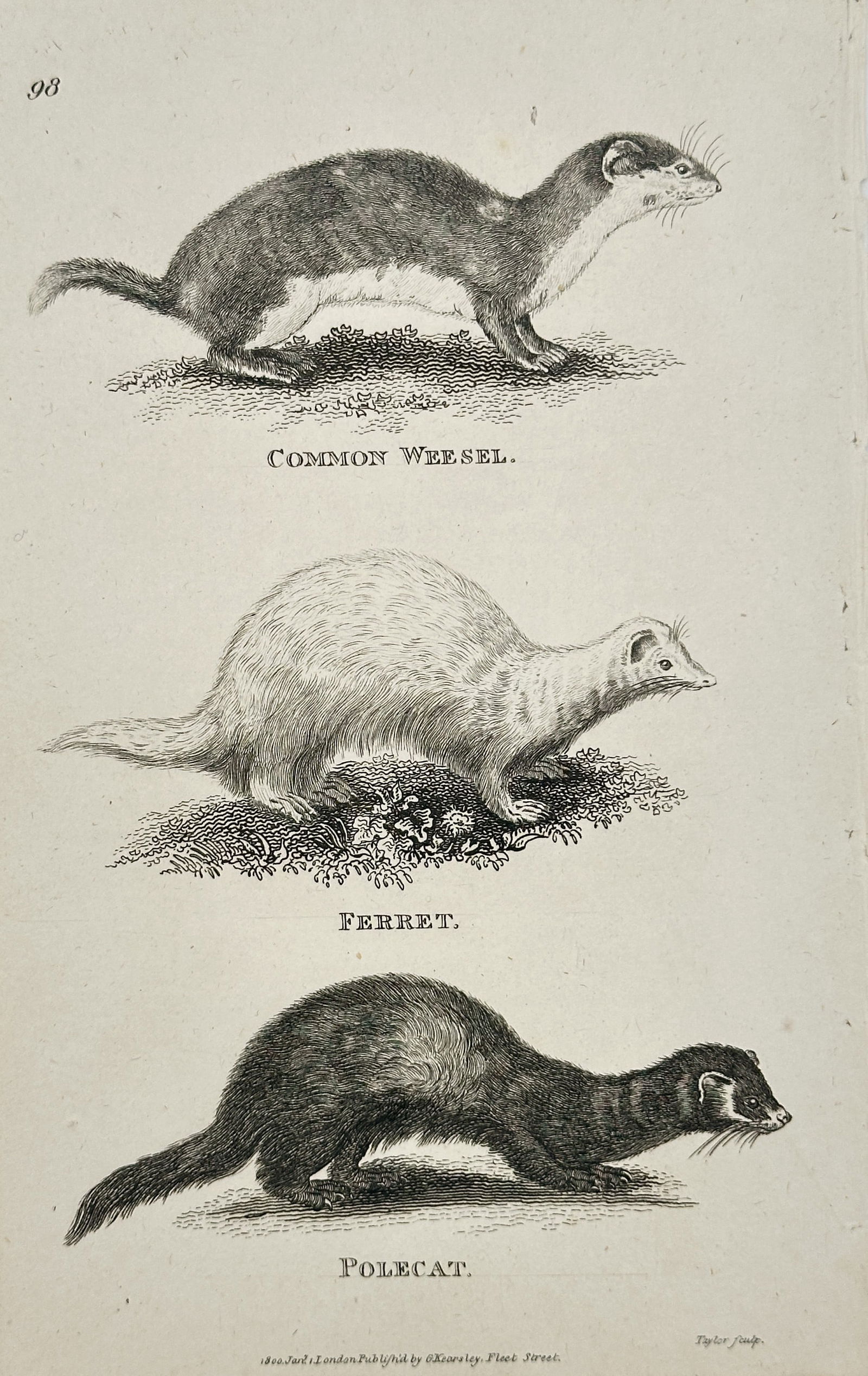 George Shaw – Common Weasel, Ferret, and Polecat (Mustelids) – Engraving (1800) (1 of 2)