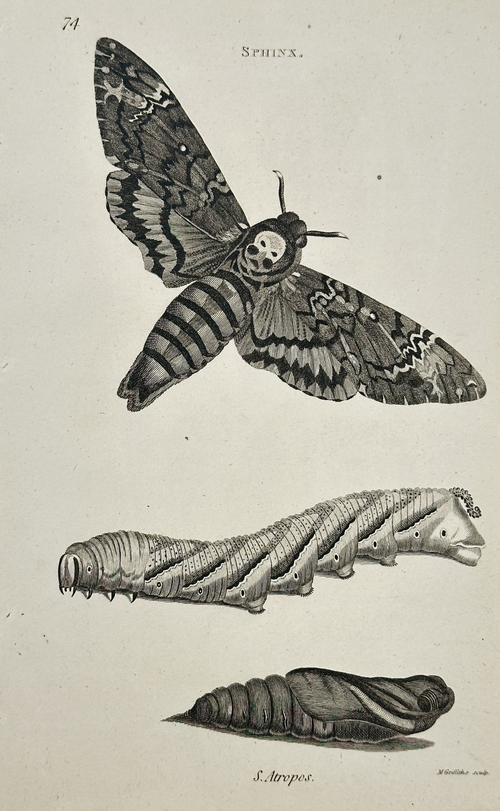George Shaw – Sphinx Atropos (Death's-head Hawkmoth) – Engraving (1806) (1 of 2)